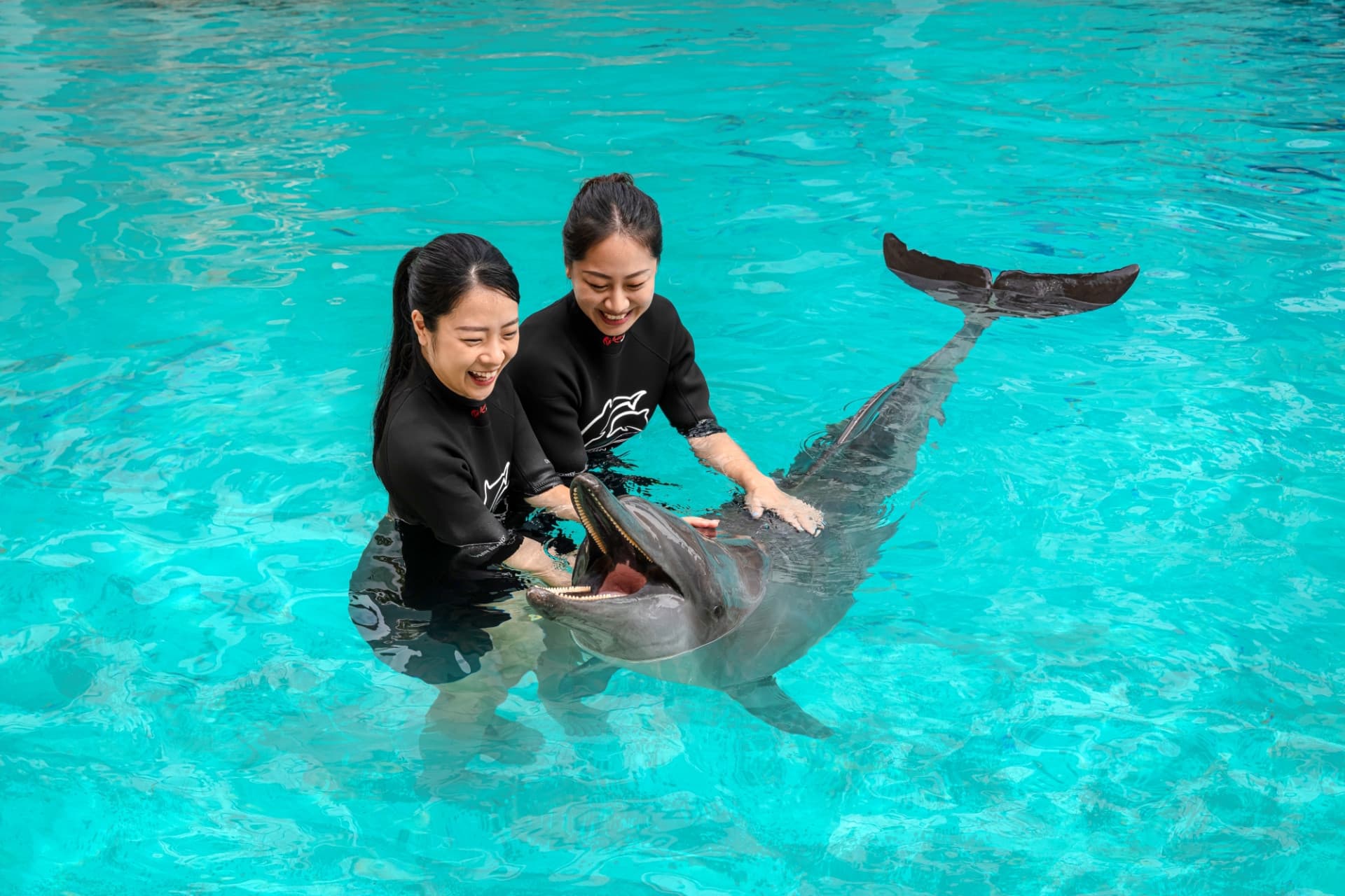 Dolphin Experiences at Marine Mammal Habitat Sentosa - image 2