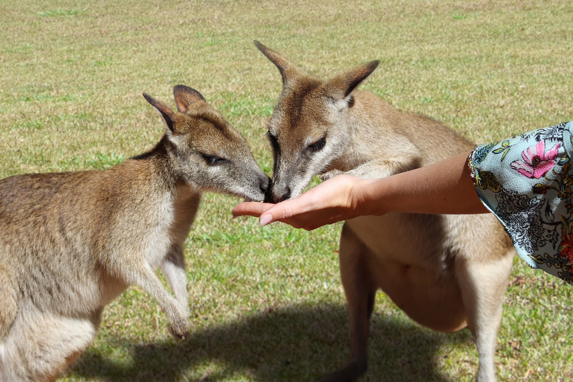 Full-Day Kuranda Tour with Skyrail Cableway, Scenic Railway and Rainforestation - image 9