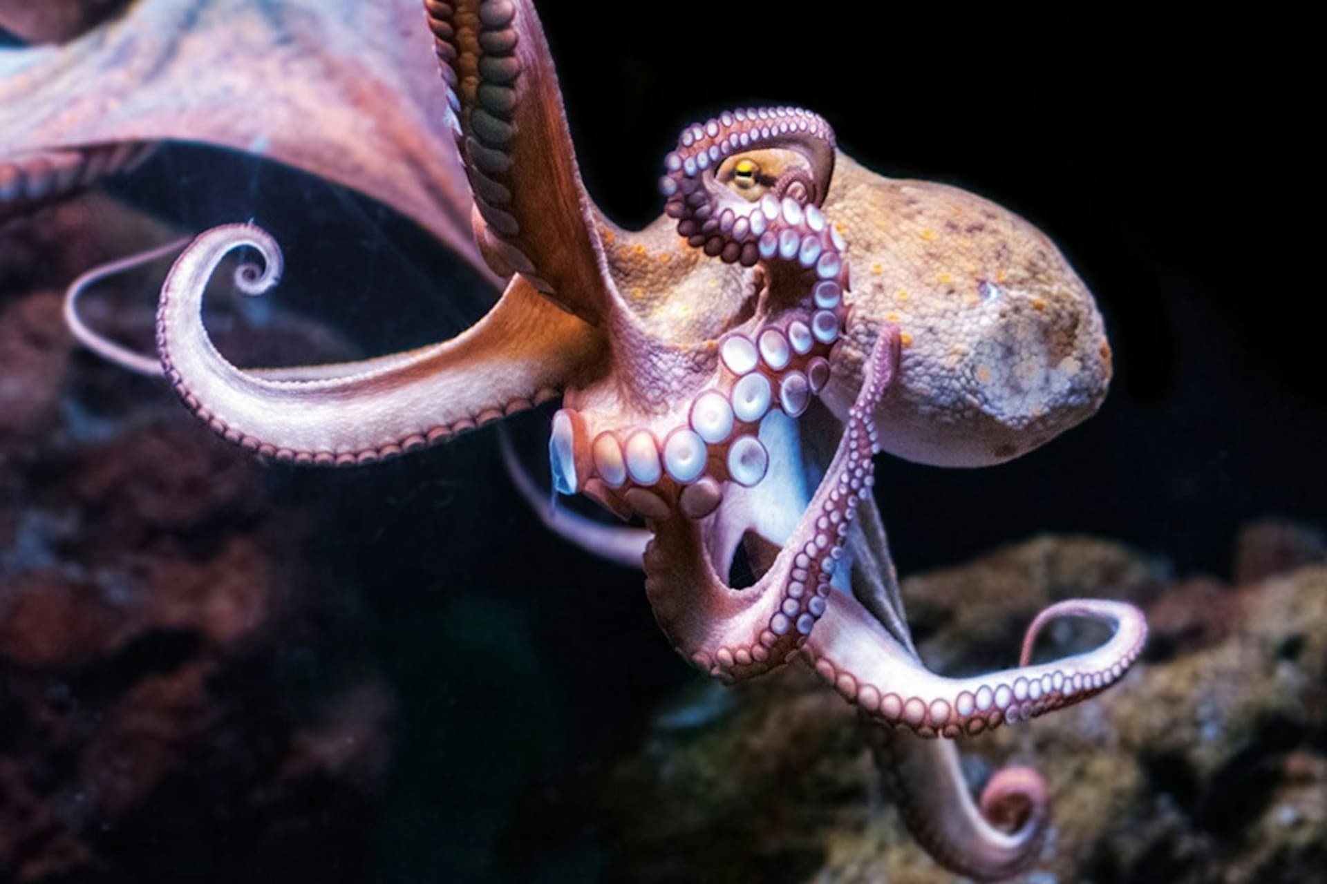 Palma Aquarium: Skip The Line Ticket + Optional 3D Cinema Aquadome - image 14