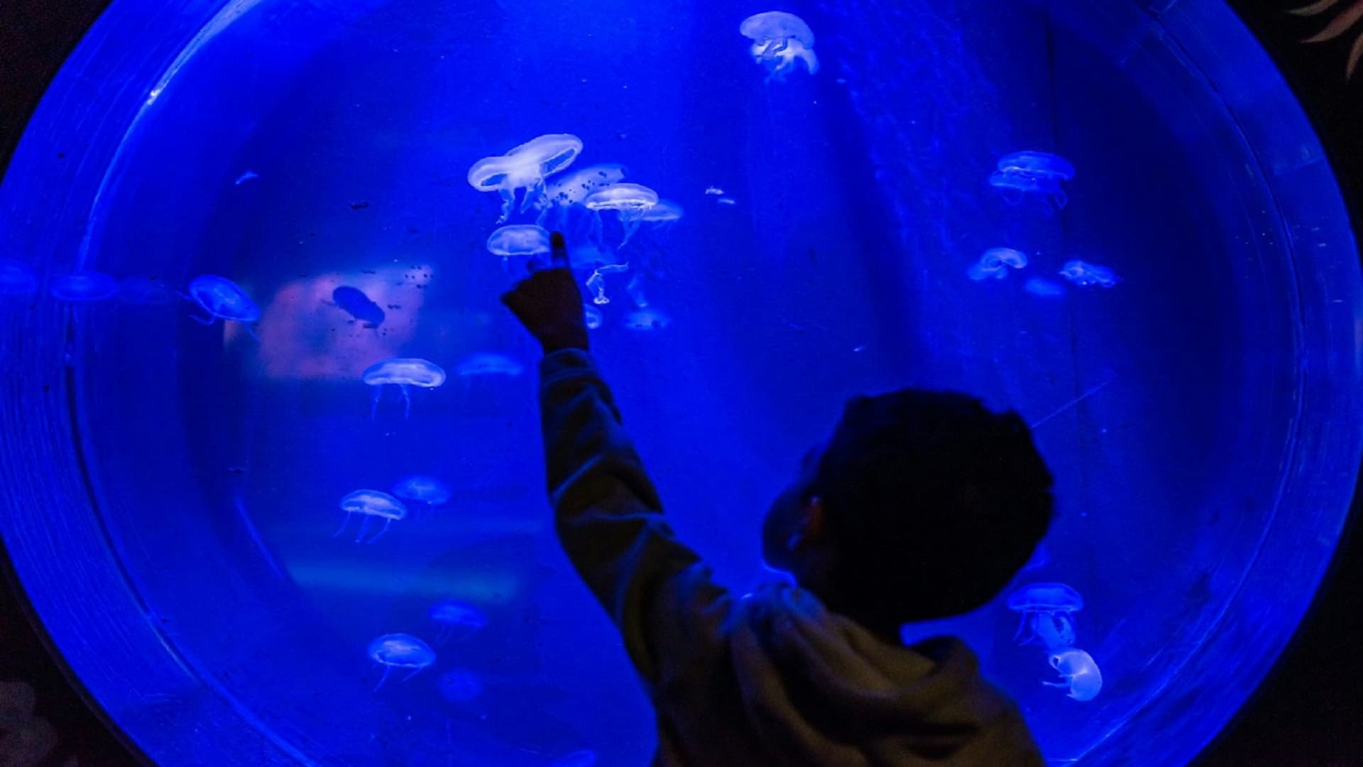 Seaquarium Le Grau-du-Roi Ticket - image 4