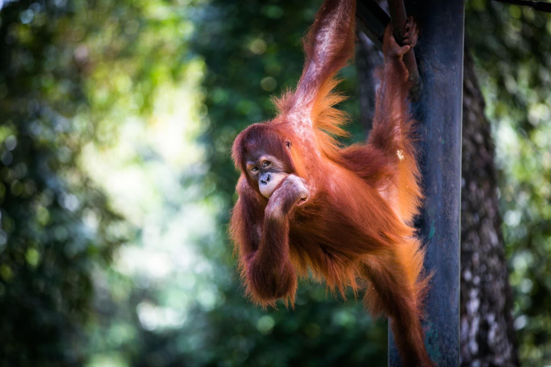 Zoo Negara Malaysia & Panda Conservation Centre Ticket - image 12