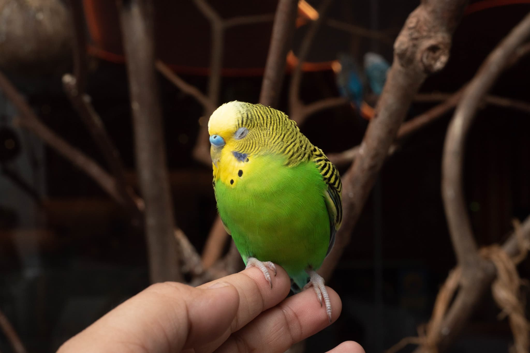 Just Farm Indoor Zoo Kuala Lumpur  (Previously Known As Just Pets Megastore) - image 18