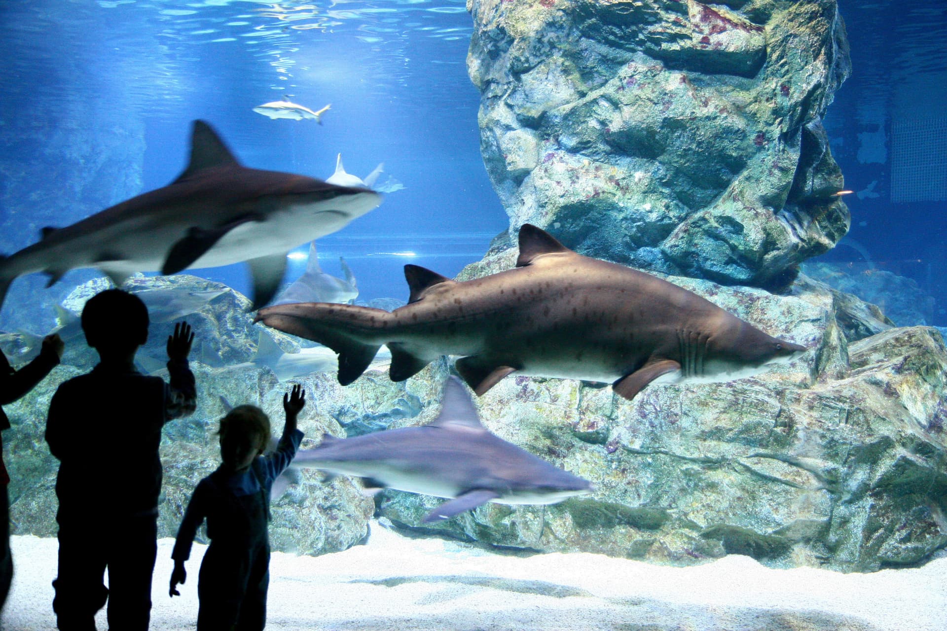 SEA LIFE COEX, Seoul Aquarium Ticket - 이미지 5