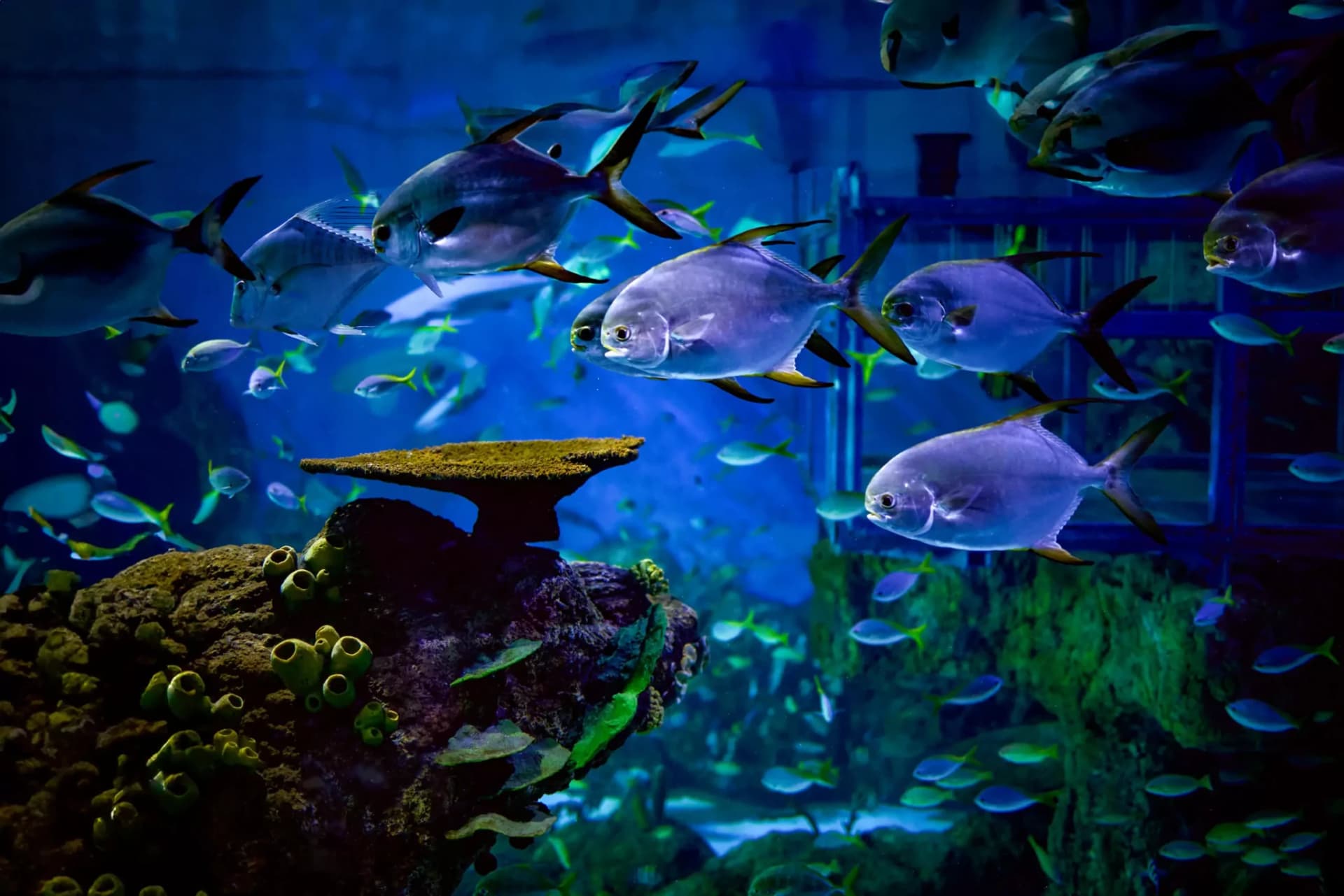 Marine Safari Bali Ticket - main image