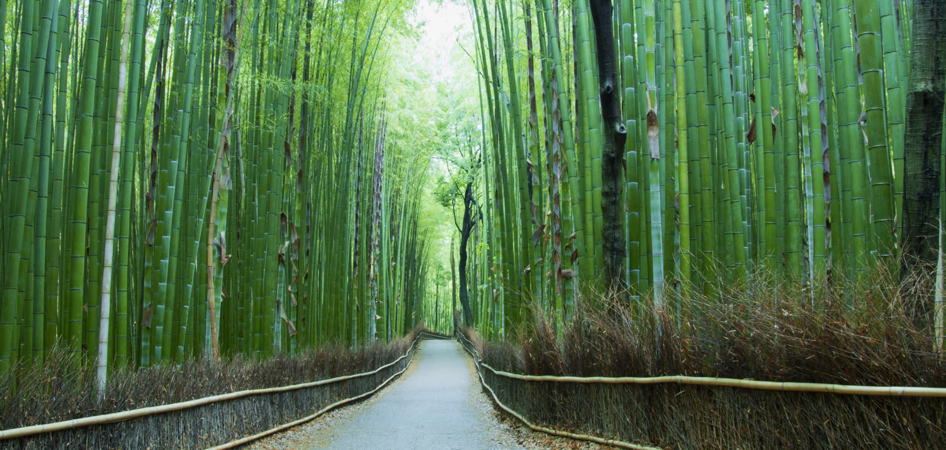 Pase ferroviario de Kansai - imagen 8