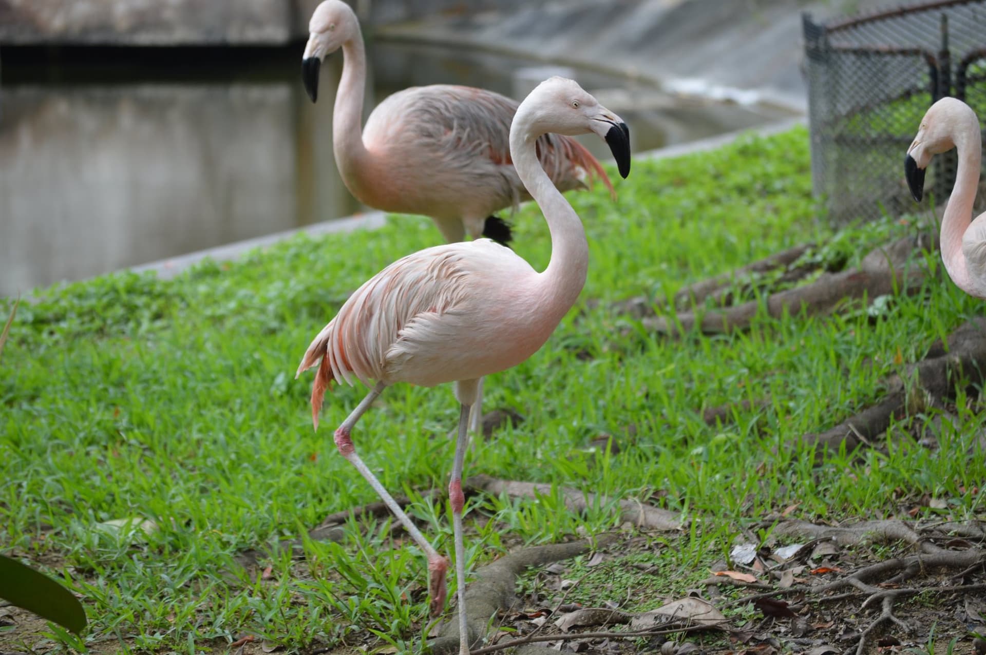 Okinawa Southeast Botanical Gardens - image 32