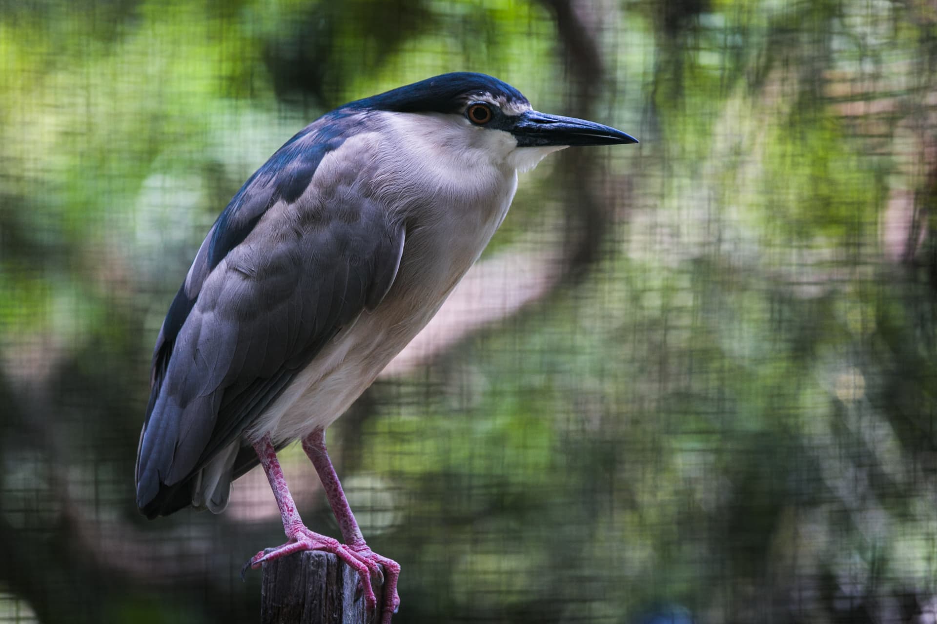 Zoo Negara Malaysia & Panda Conservation Centre Ticket - image 11