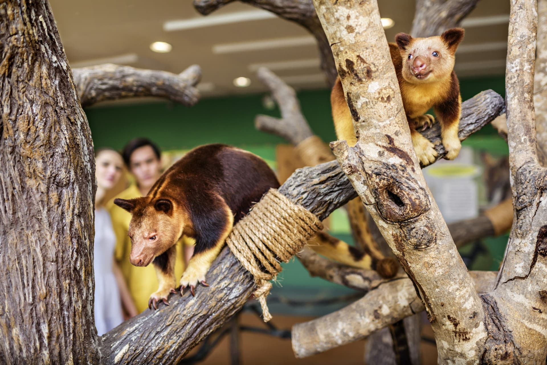Entrada para el Singapore Zoo - imagen 15