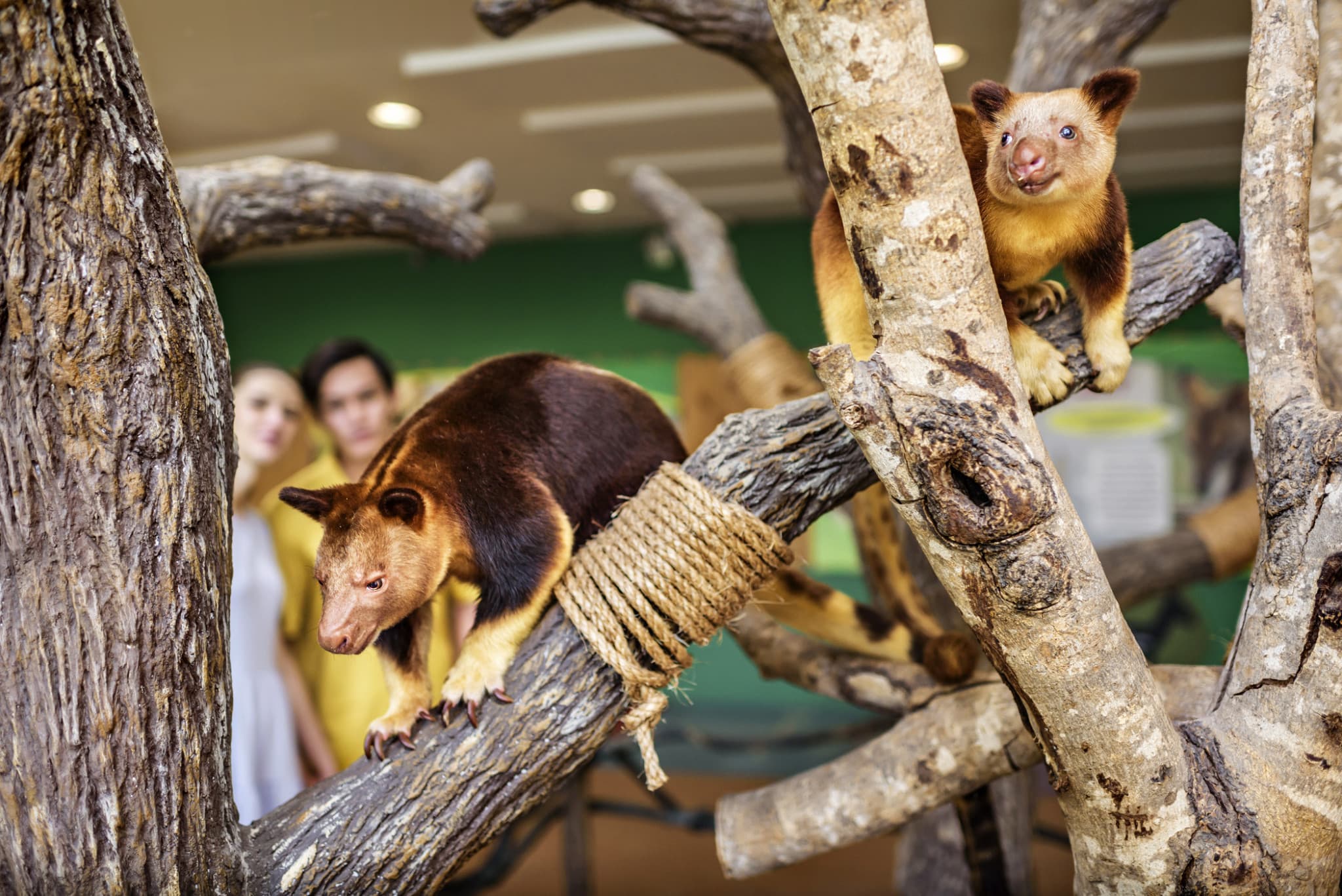 Singapore Zoo Ticket - image 15