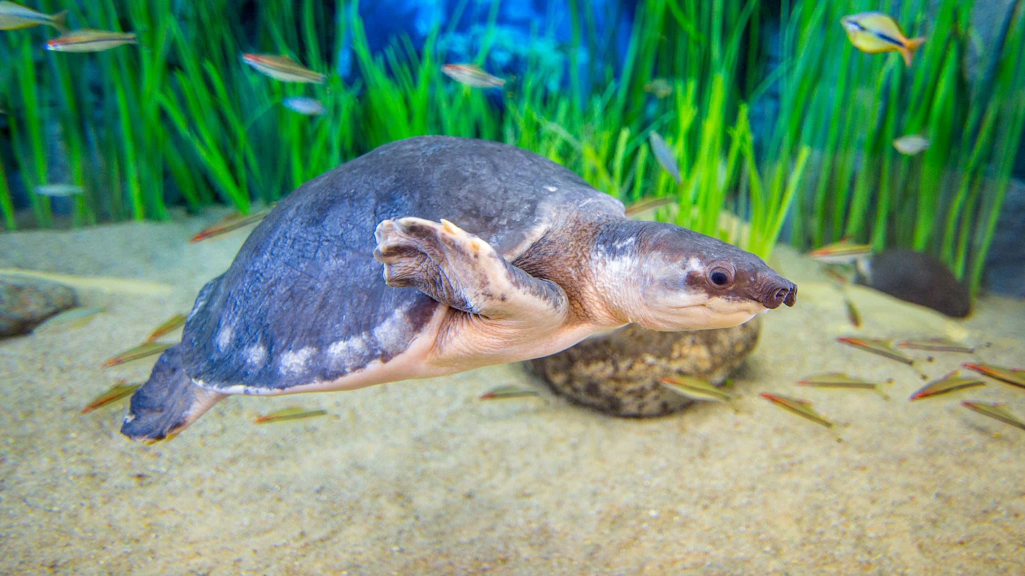 Poema del Mar - Aquarium Gran Canaria: Skip The Line Ticket - image 6