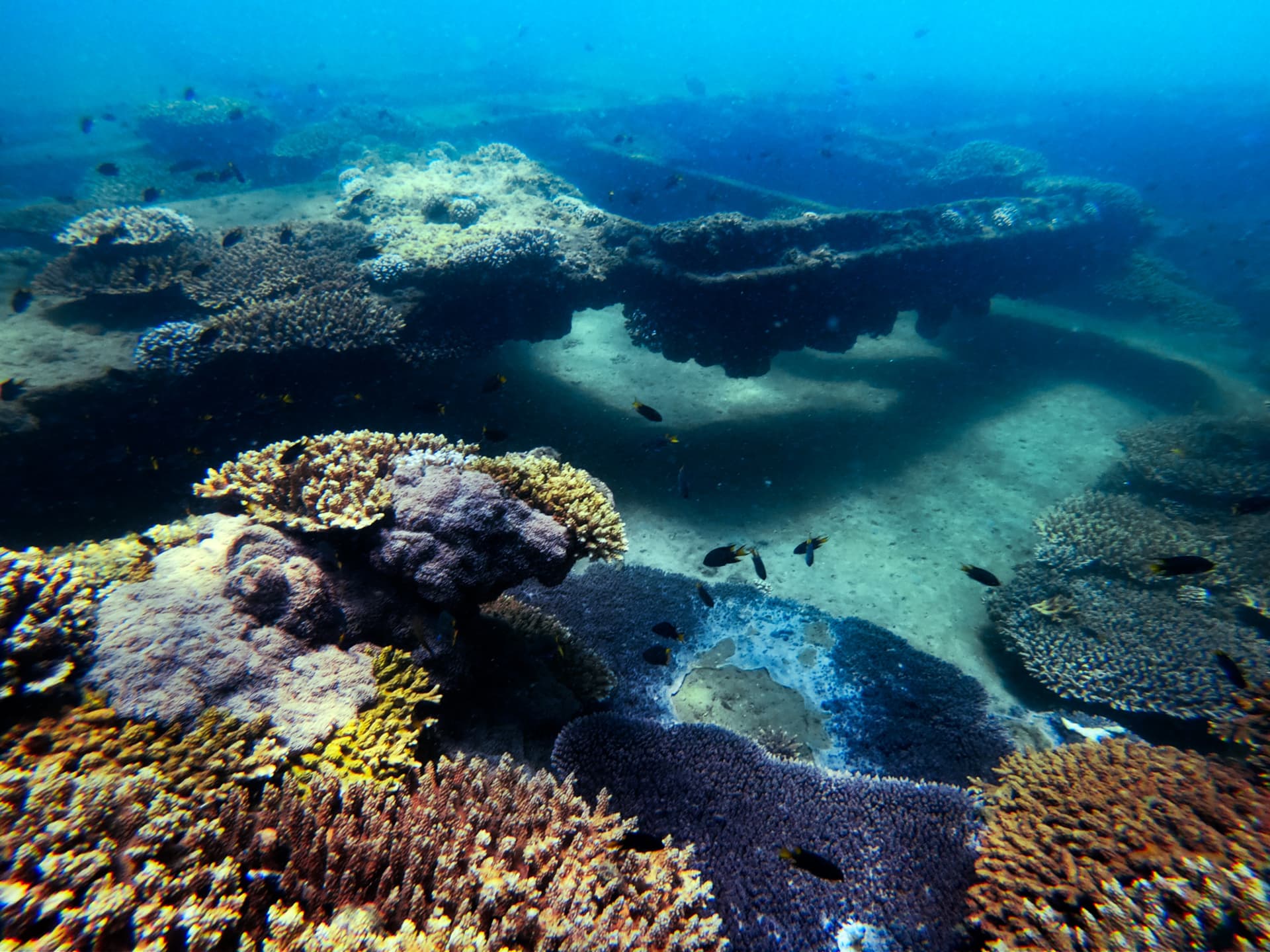 Tangalooma Wrecks & Dolphin Cruise Optional Round transfer from Brisbane City and Gold Coast - image 5