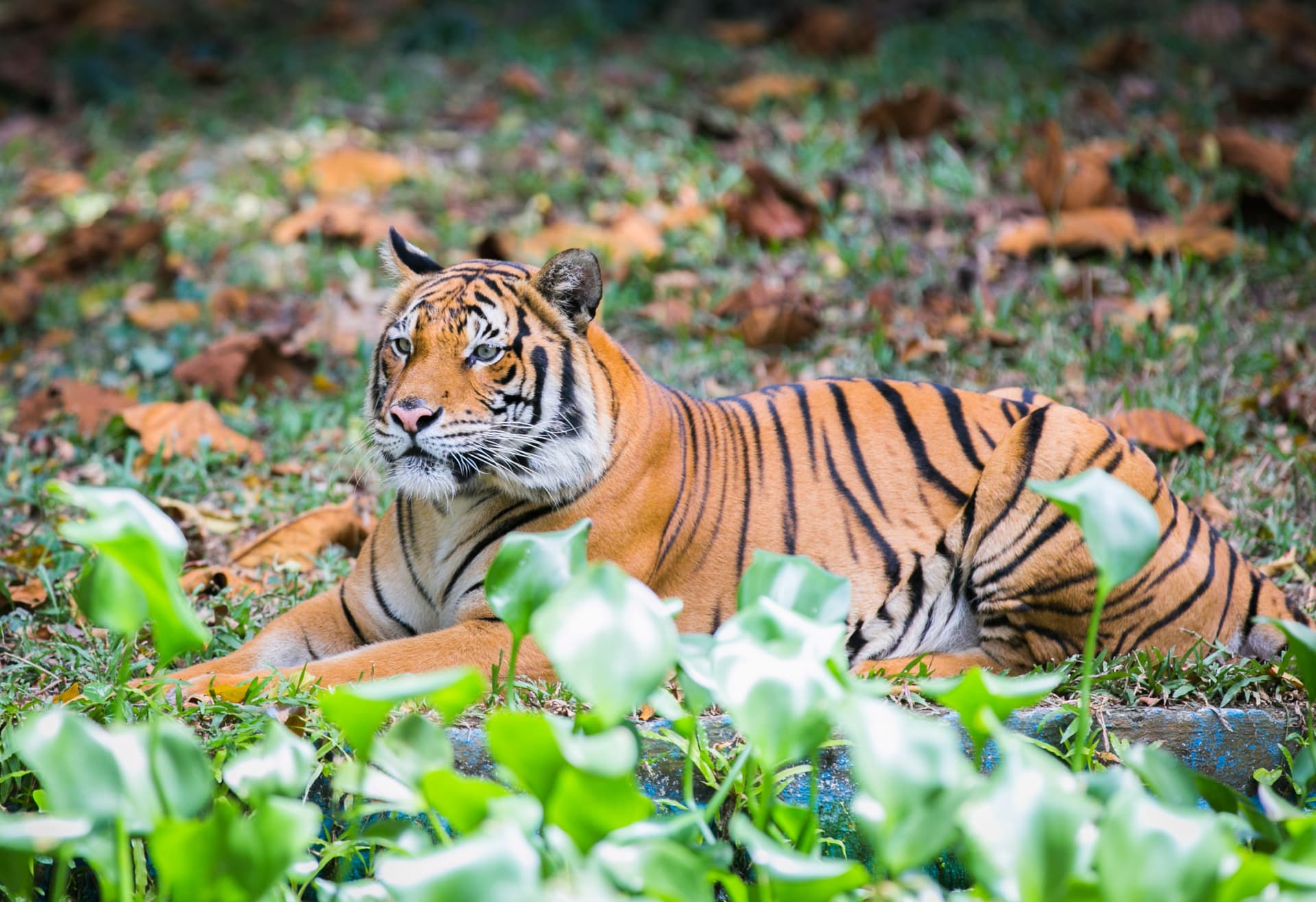 Zoo Negara Malaysia & Panda Conservation Centre Ticket - image 5