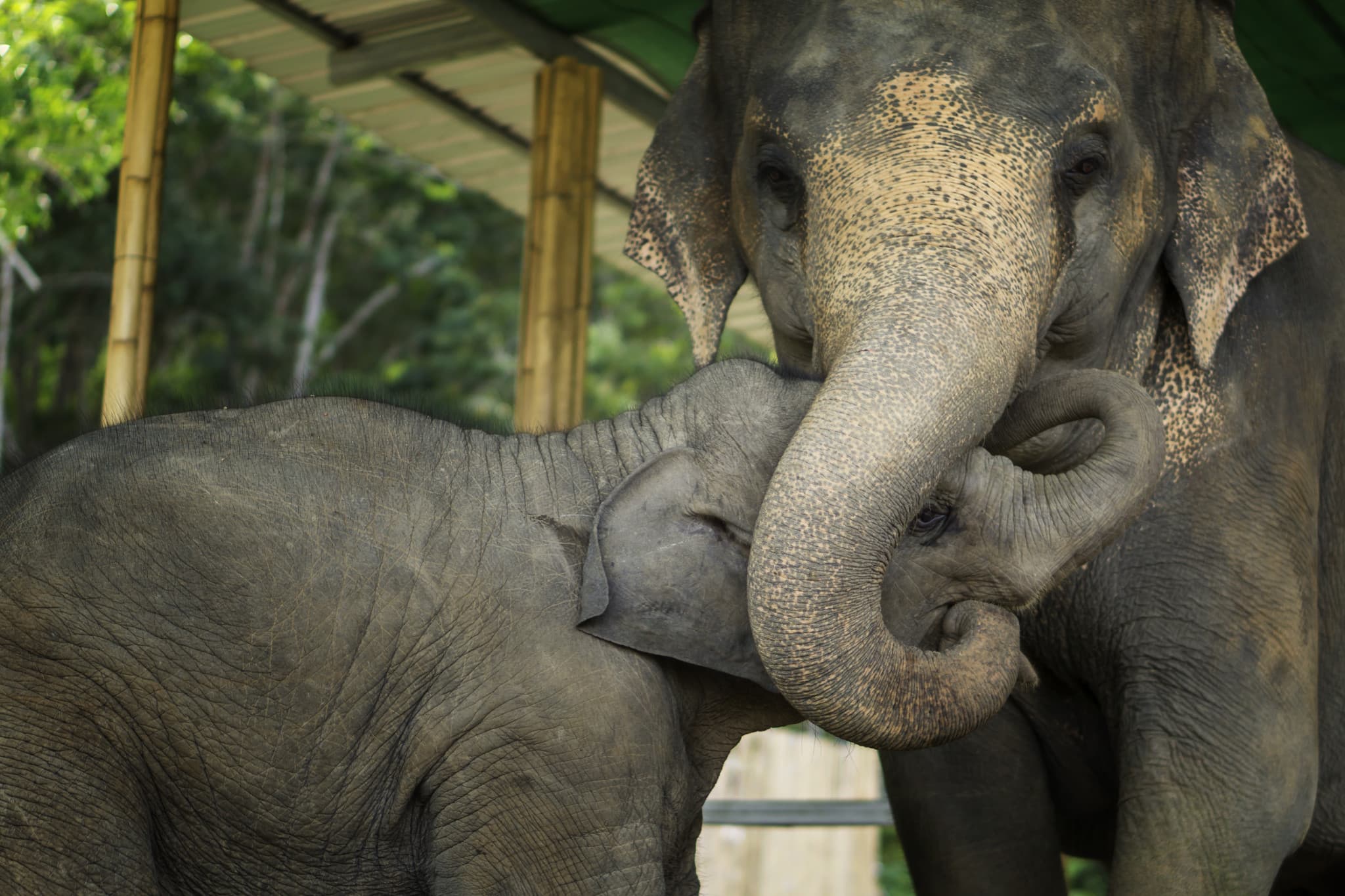 Elephant Jungle Sanctuary Pattaya - main image