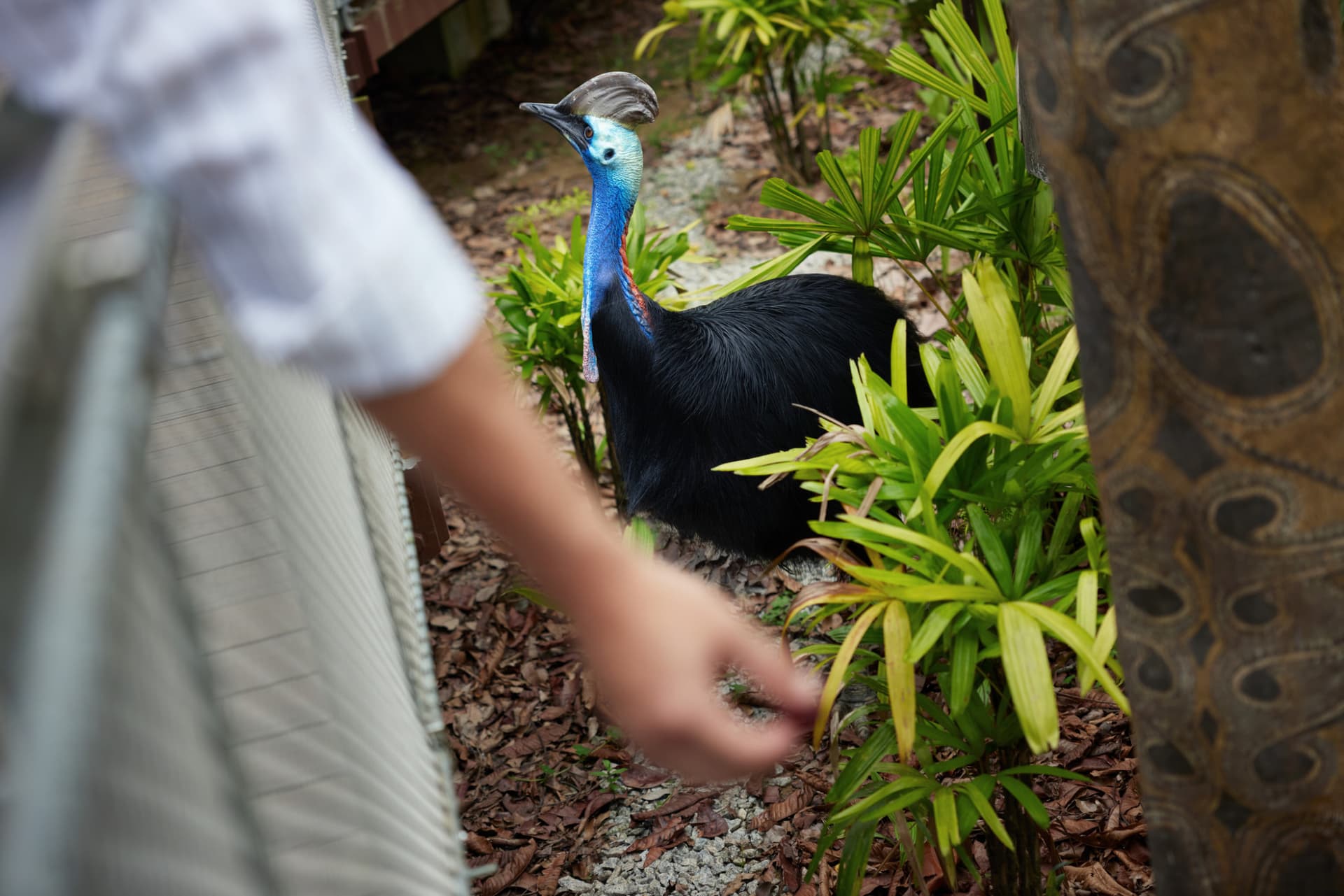 Singapore Bird Paradise Ticket - image 10