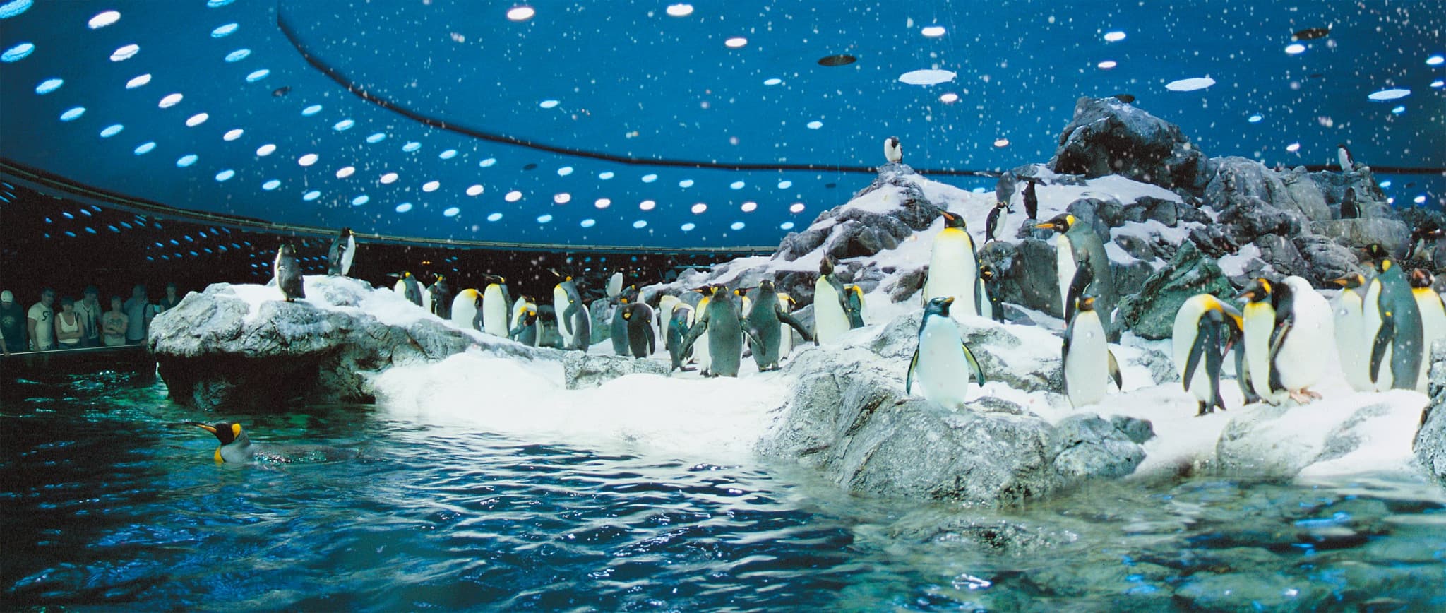 Loro Parque Ticket - image 12