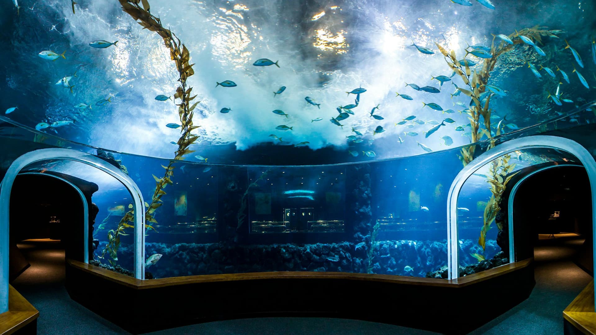 Poema del Mar - Acuario Gran Canaria: Entrada sin filas - imagen 3