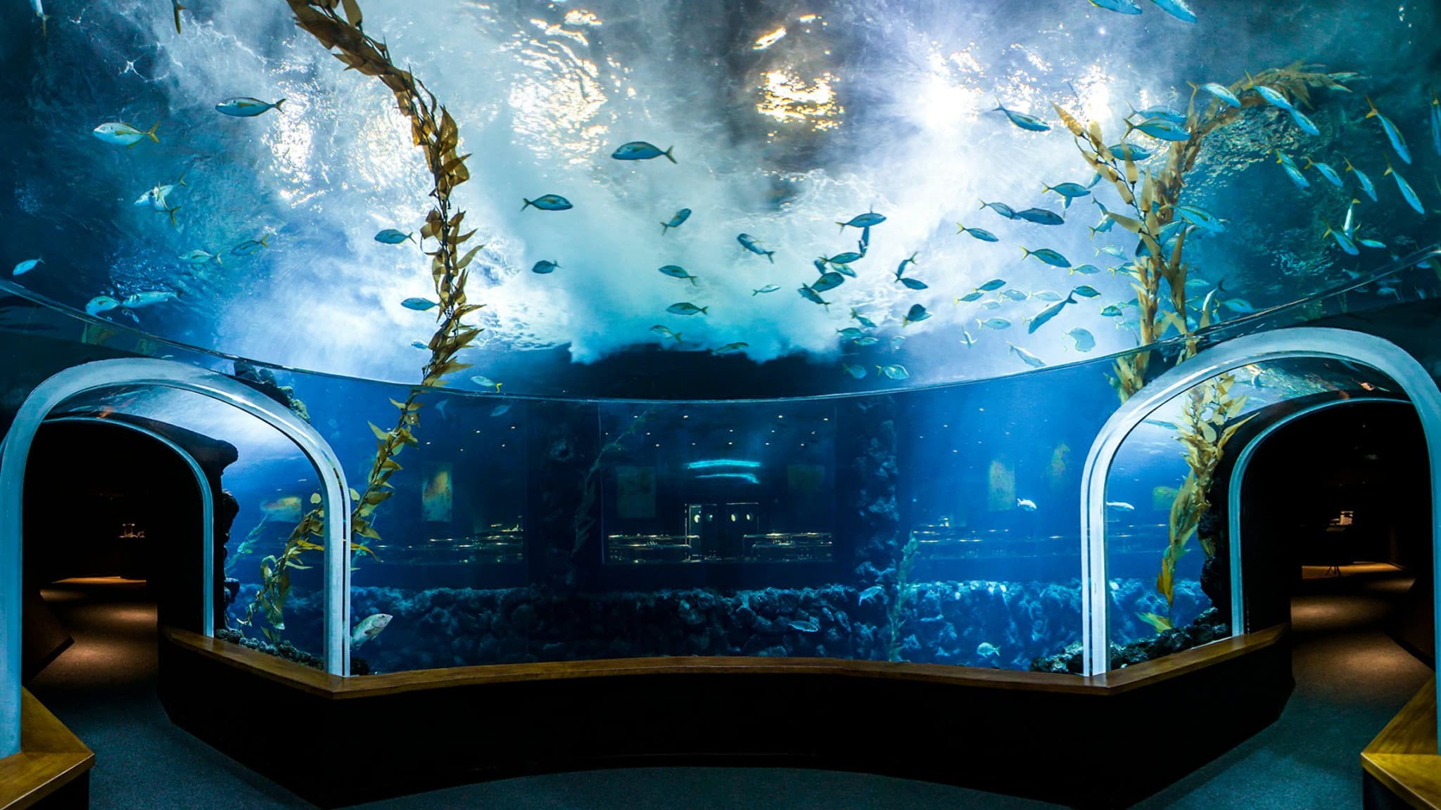 Poema del Mar - Aquarium Gran Canaria: Skip The Line Ticket - image 3