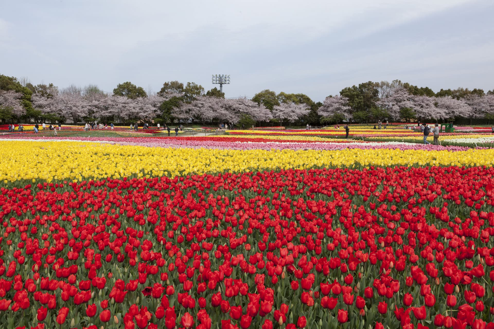Kintetsu Rail Pass - Train & Bus Pass in Osaka, Nara, Kyoto, Mie (Ise Shima), Nagoya - image 6
