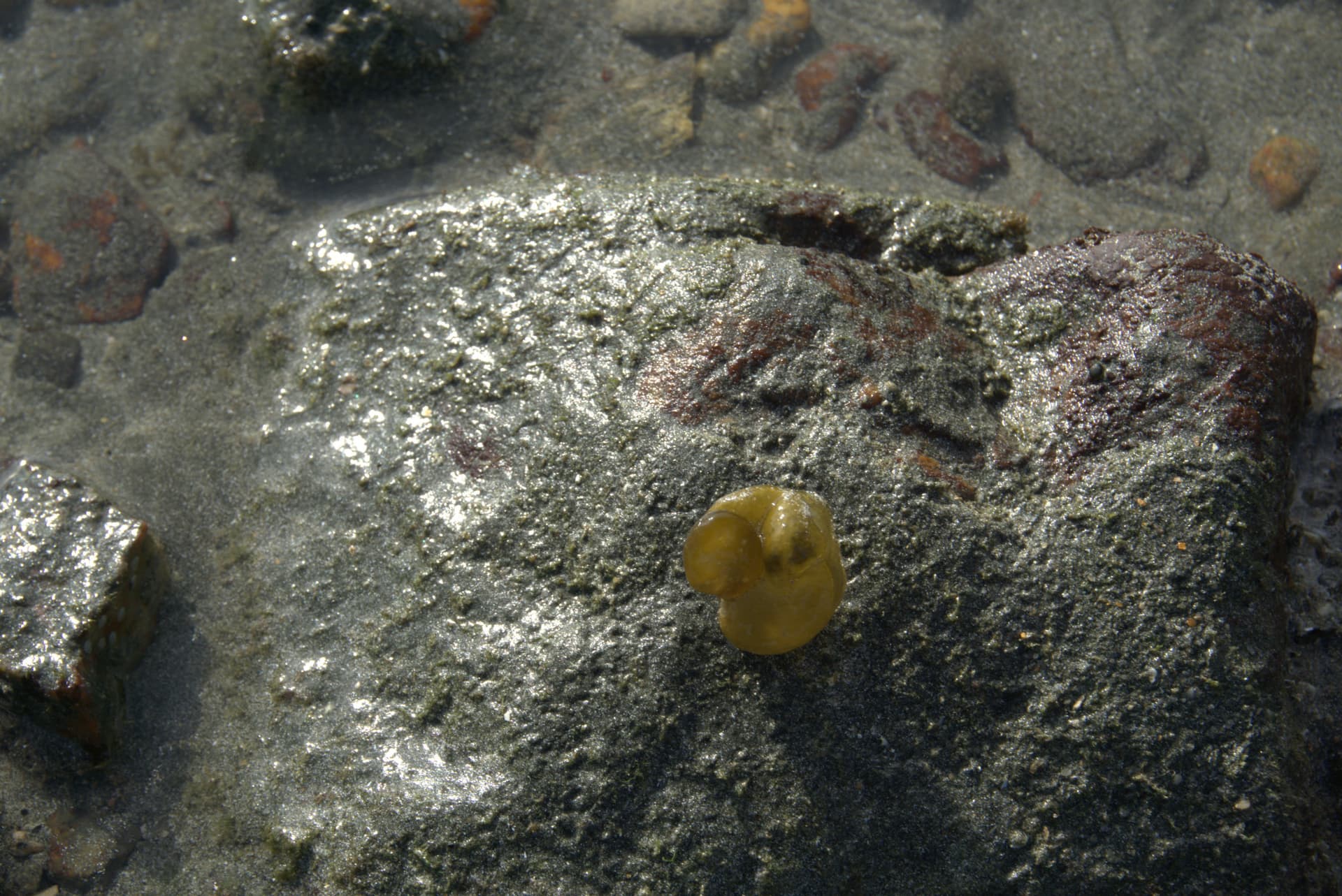 Desaru Beach and Tide Pool Walk - image 22