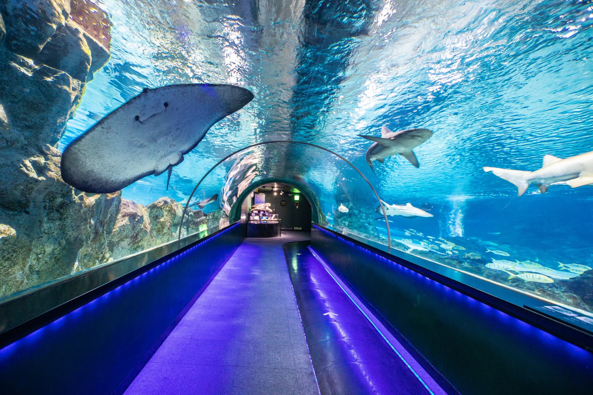 SEA LIFE COEX, Seoul Aquarium Ticket - 이미지 9