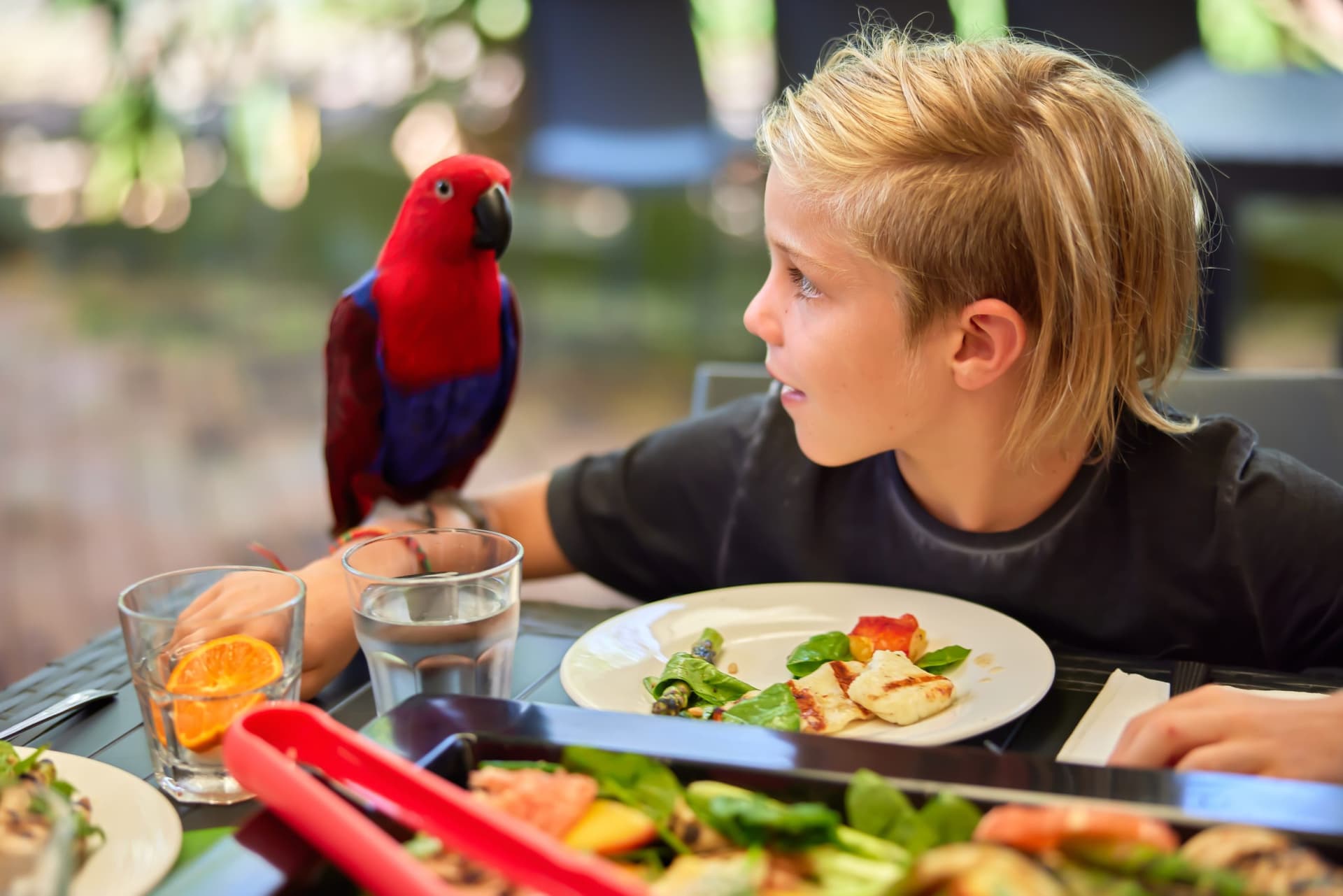 Wildlife Habitat Port Douglas Ticket - image 5
