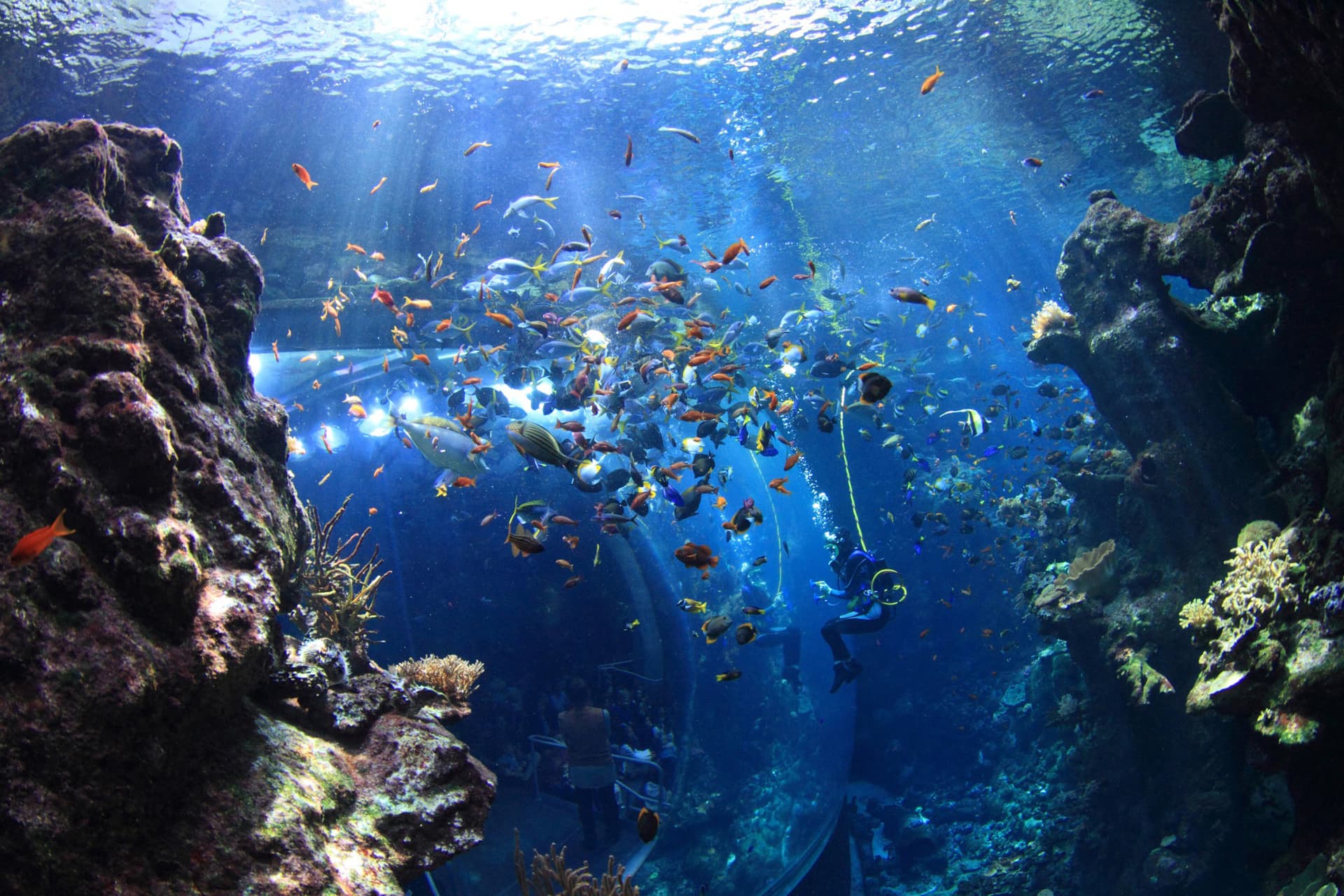 Go City San Francisco Explorer Pass: Save up to 50% on Attractions - image 10