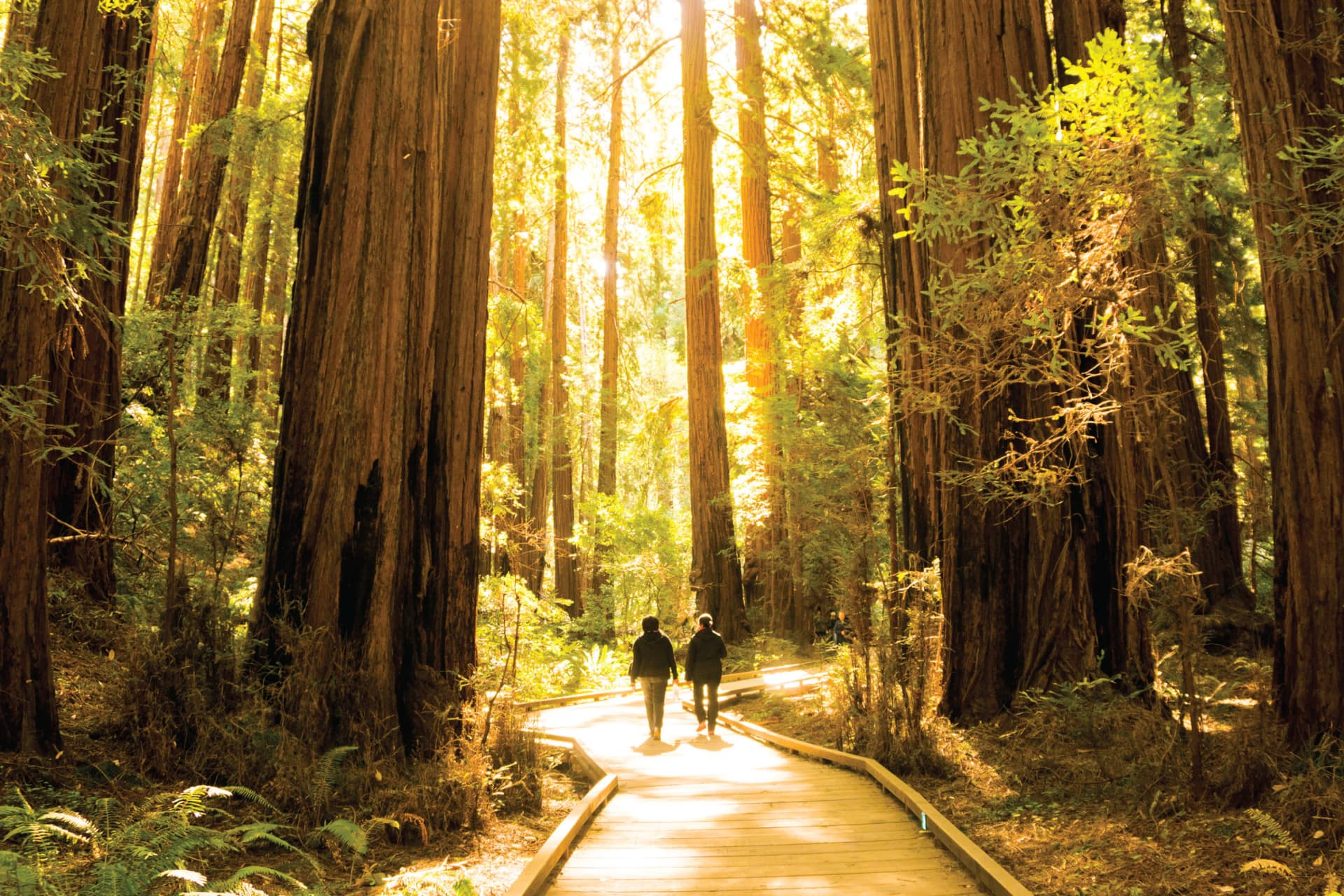 Muir Woods & Sausalito Half-Day Tour - image 2