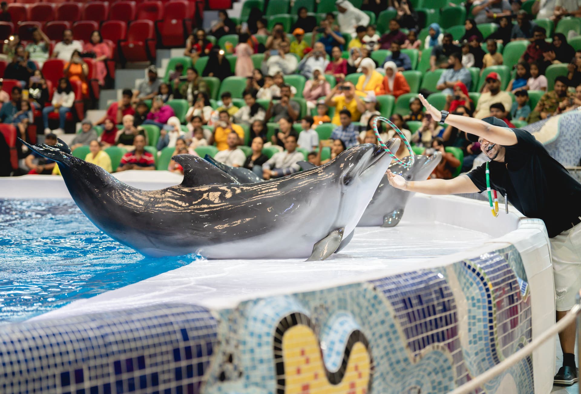 Entrada para Dubai Dolphinarium - imagen 10