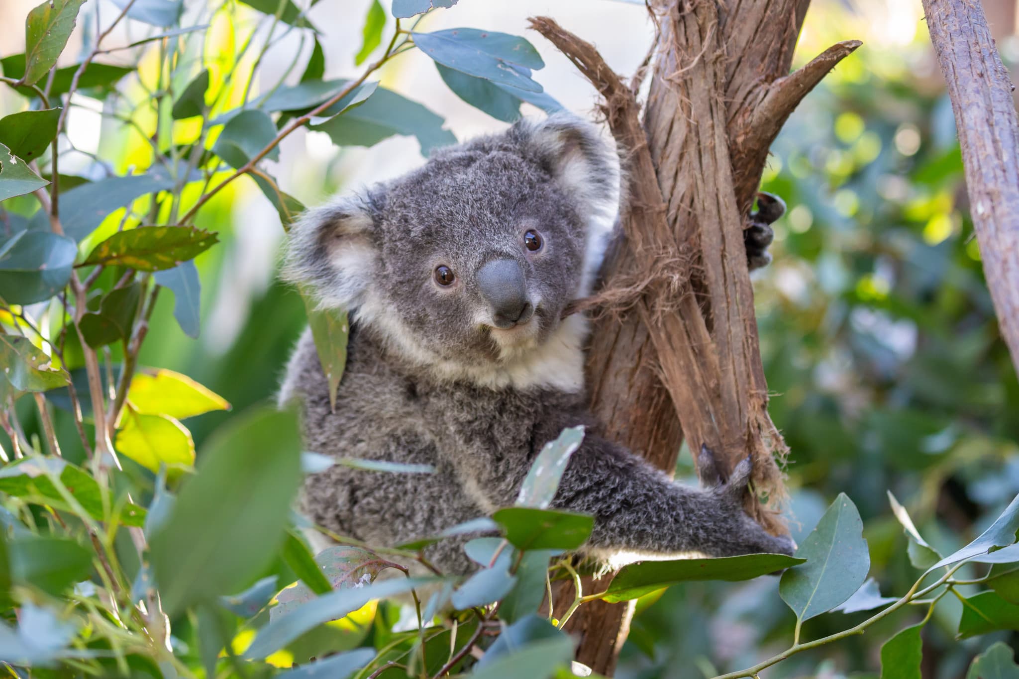 Sydney Multi-Attraction Pass - image 17
