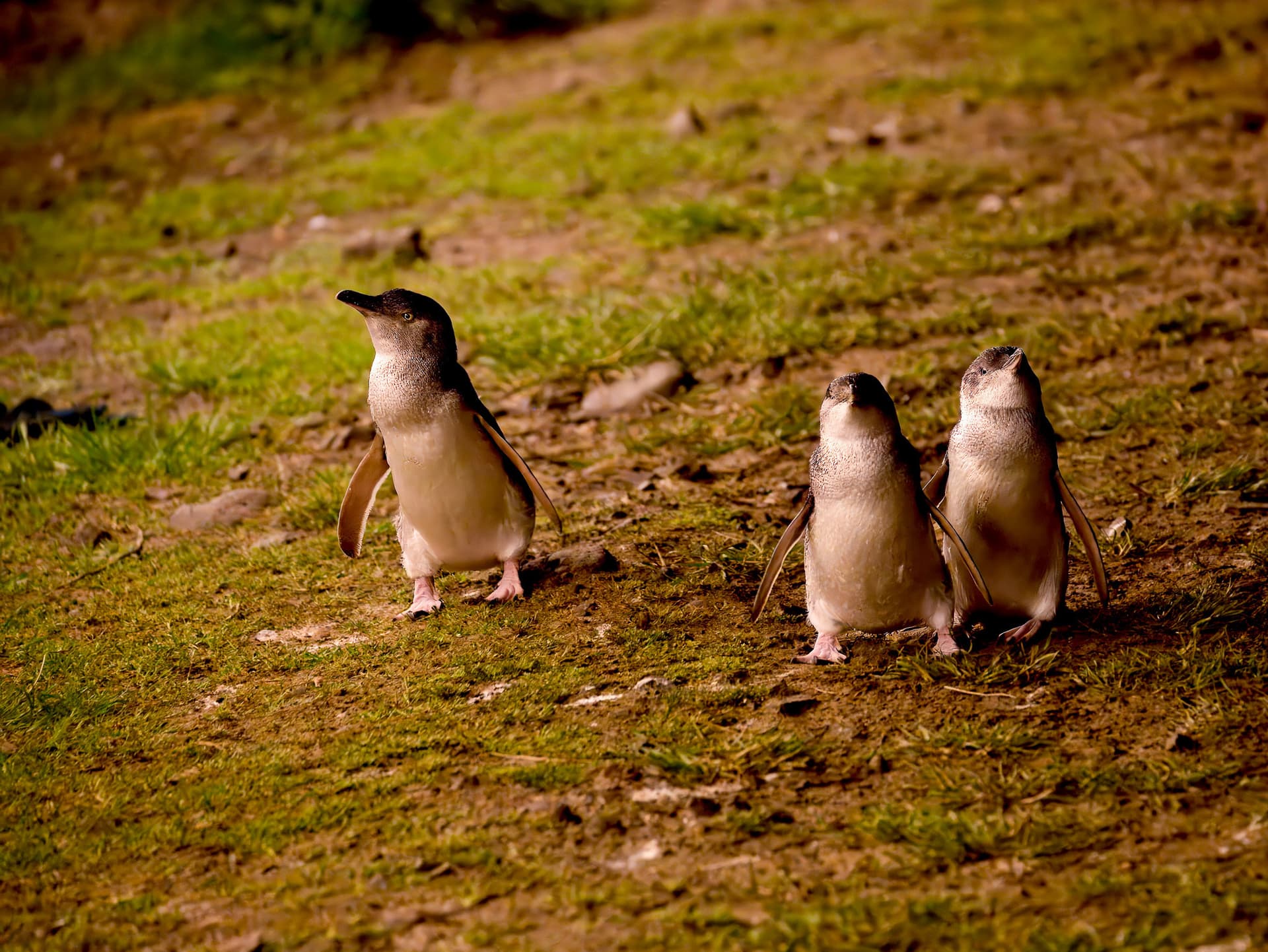 Phillip Island Nature Parks - Penguin Parade Ticket - image 8