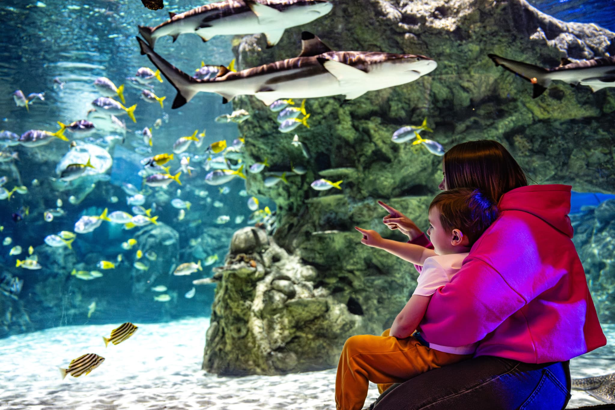 SEA LIFE Brighton Ticket - image 3