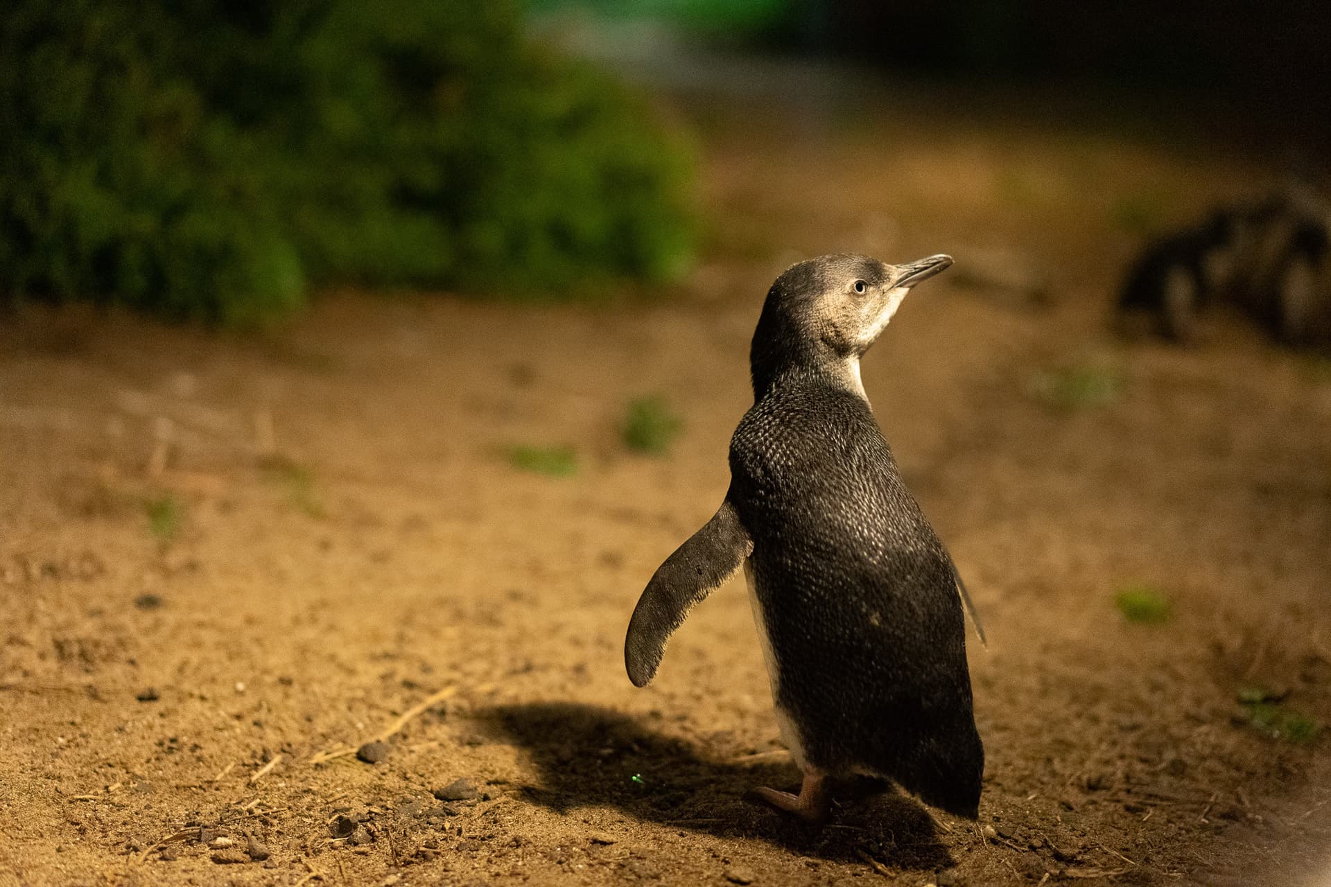 Phillip Island Nature Parks - Penguin Parade Ticket - image 9