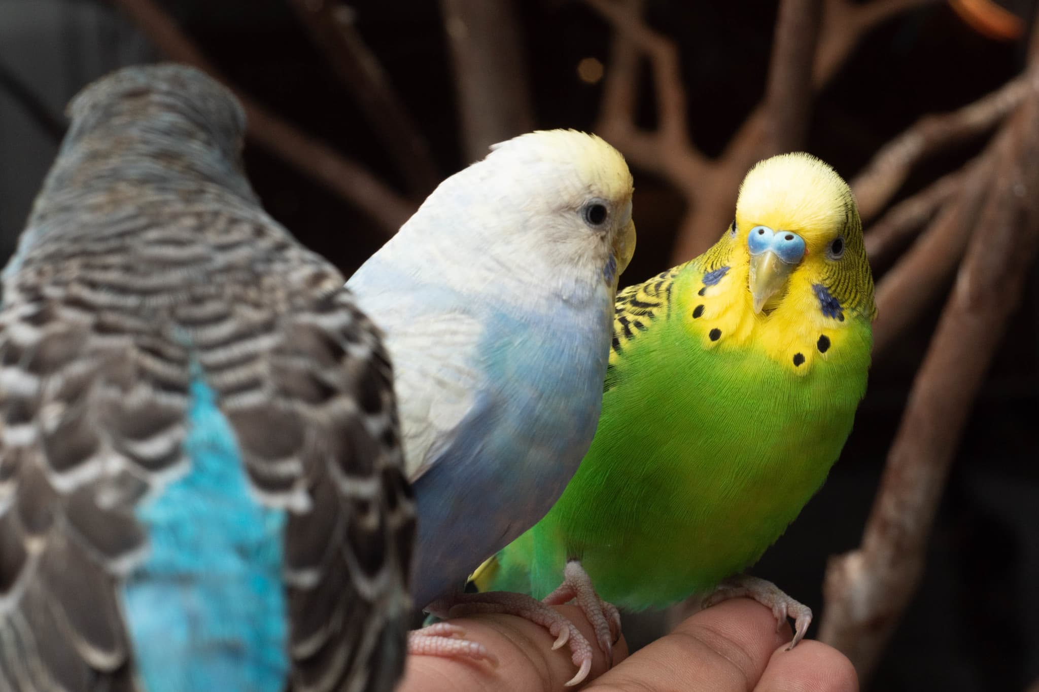 Just Farm Indoor Zoo Kuala Lumpur  (Previously Known As Just Pets Megastore) - image 15