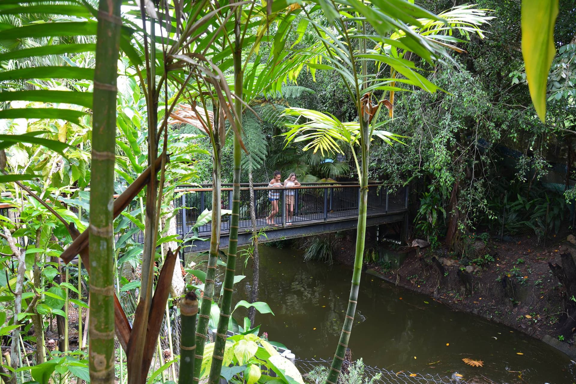 Kuranda Koala Gardens - 이미지 5