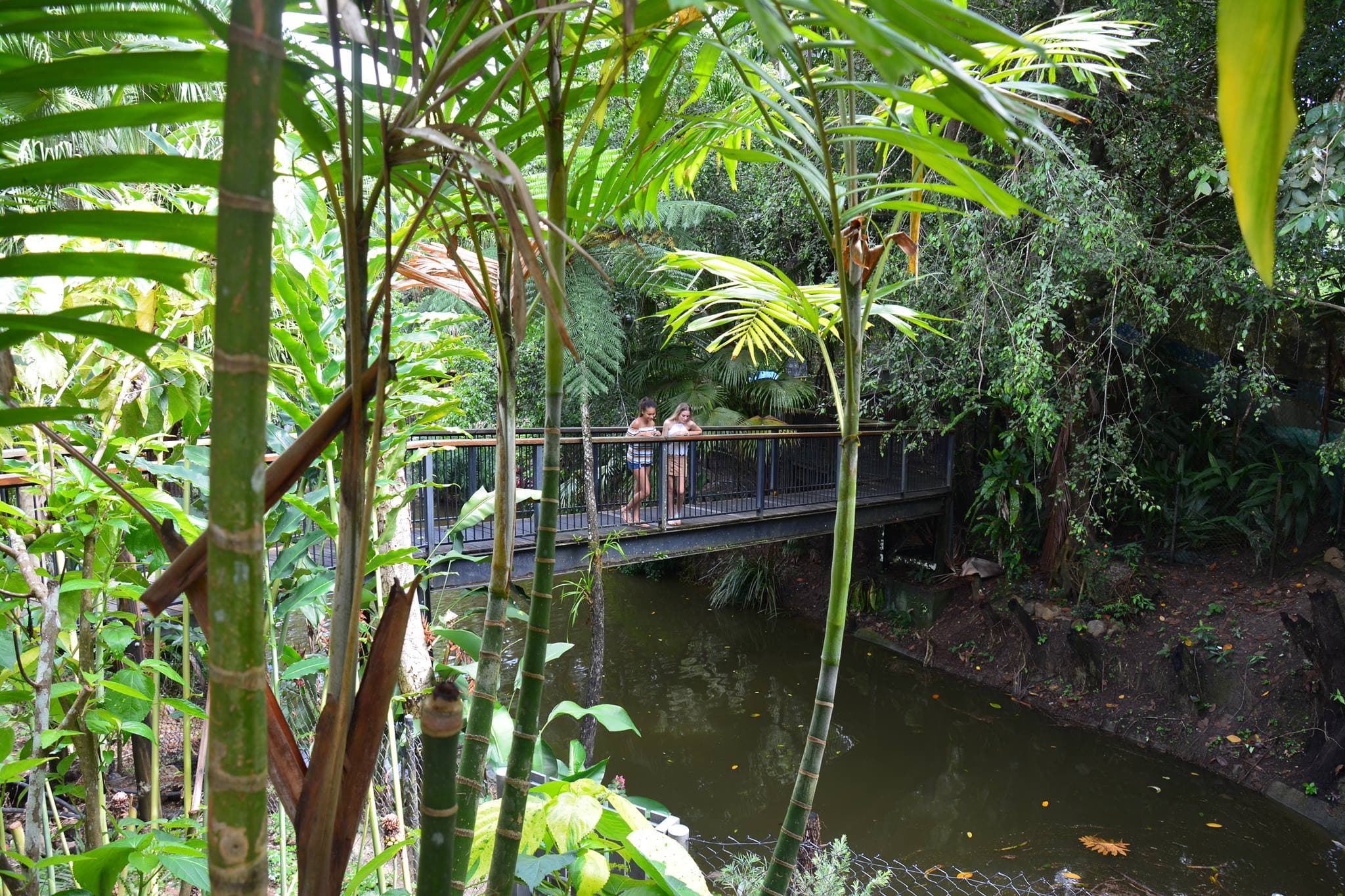 Kuranda Koala Gardens - image 5