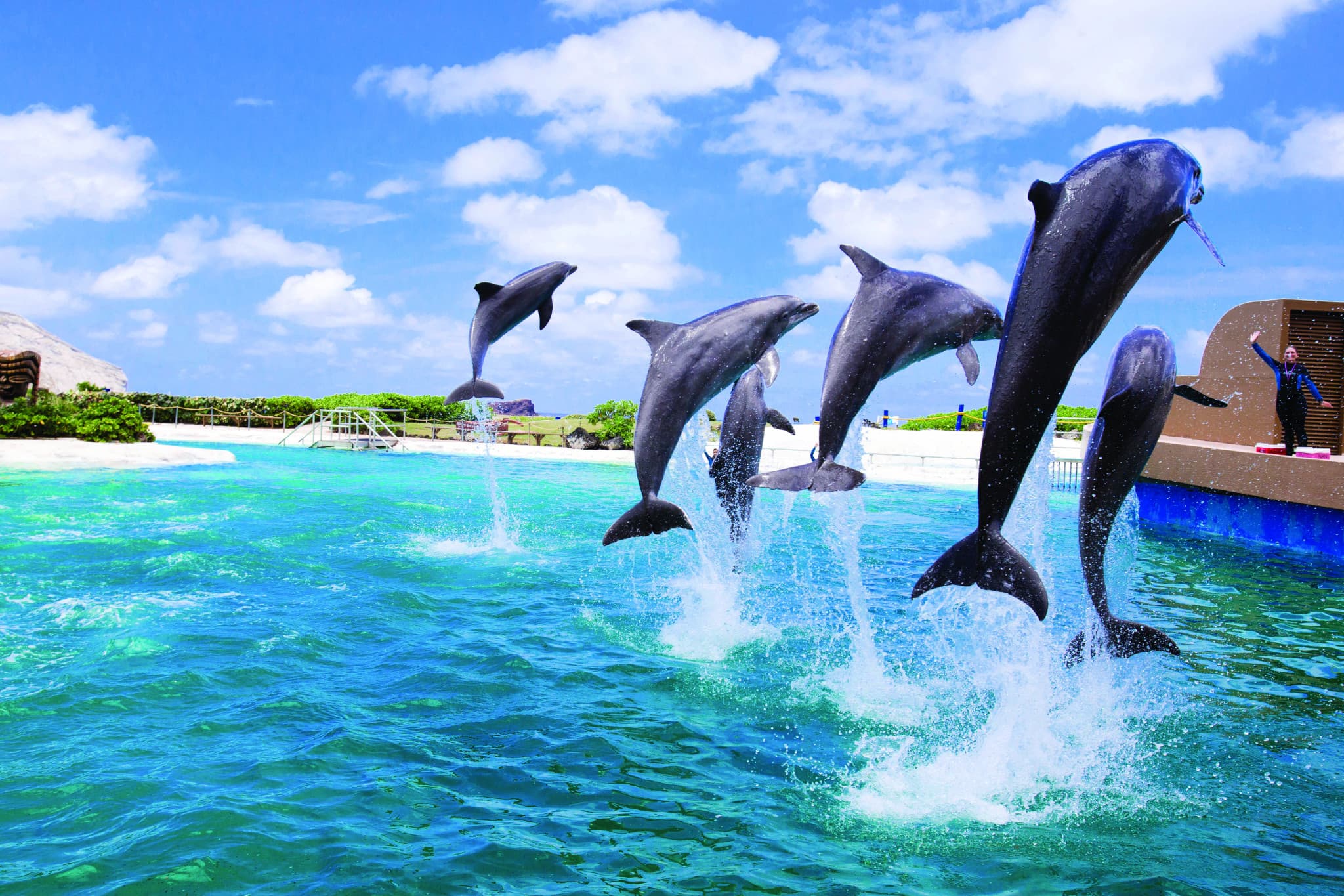 Go City Oahu All-Inclusive Pass: Save up to 50% on Attractions - image 18
