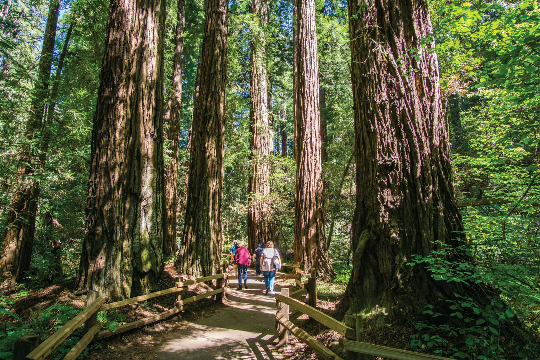 San Francisco Woods & Wine Country Full-Day Tour - image 5