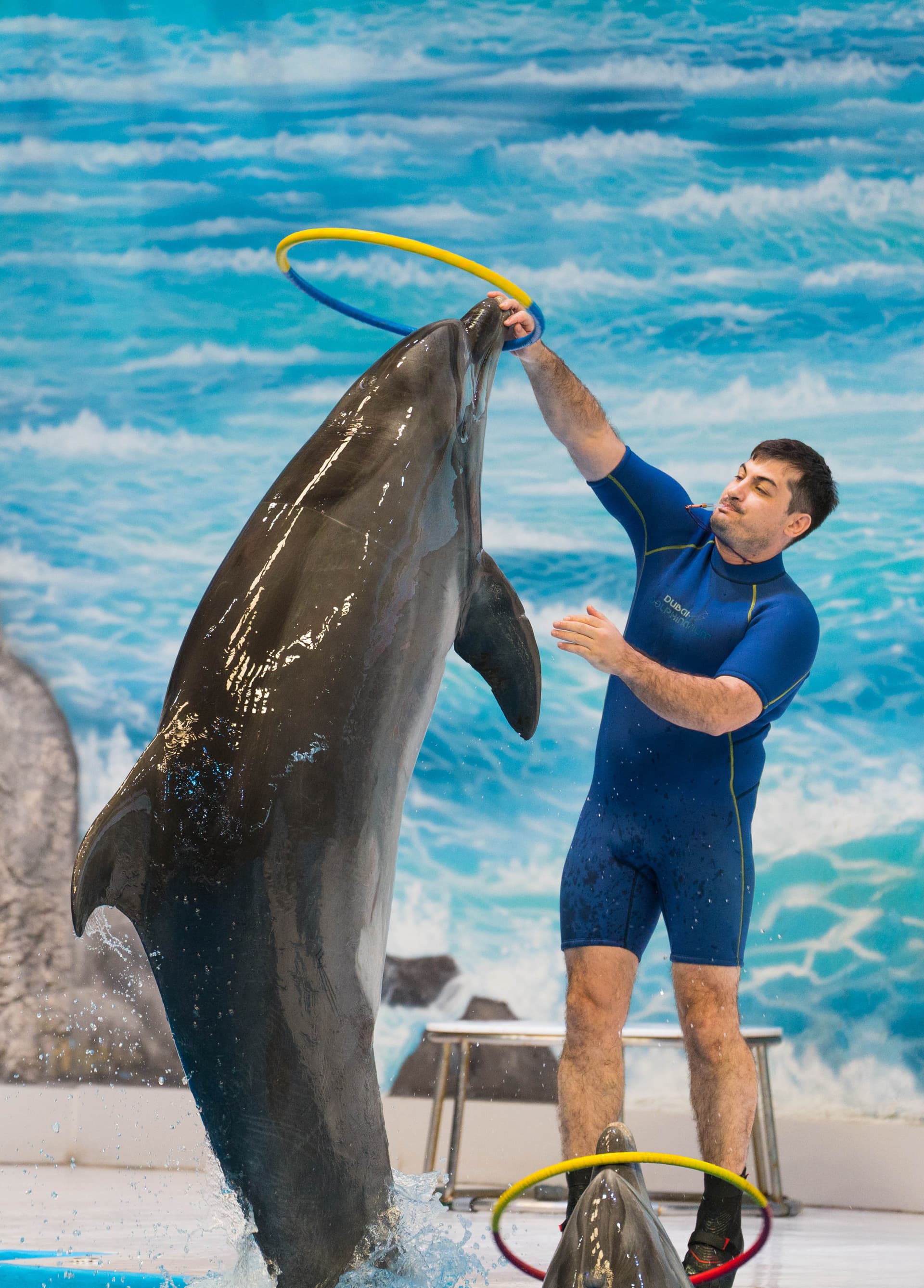 Entrada para Dubai Dolphinarium - imagen 6