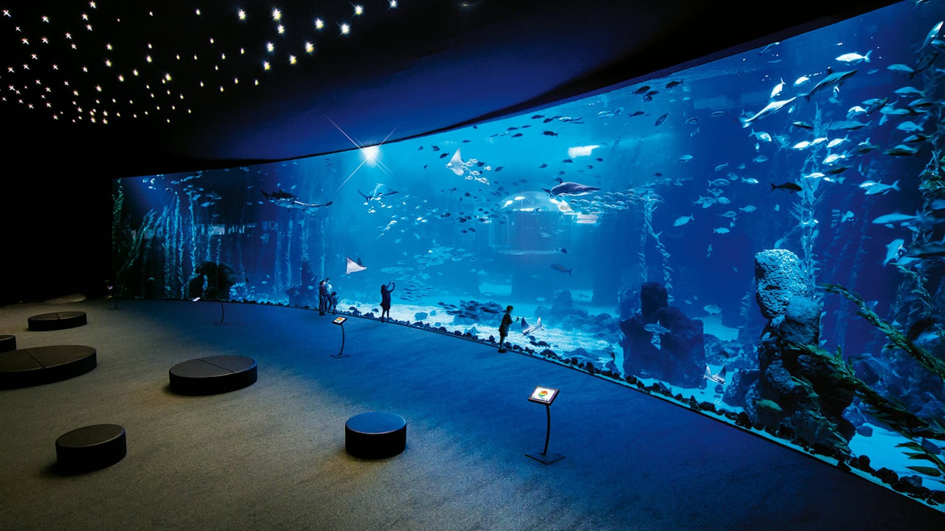 Poema del Mar - Acuario Gran Canaria: Entrada sin filas - imagen 7
