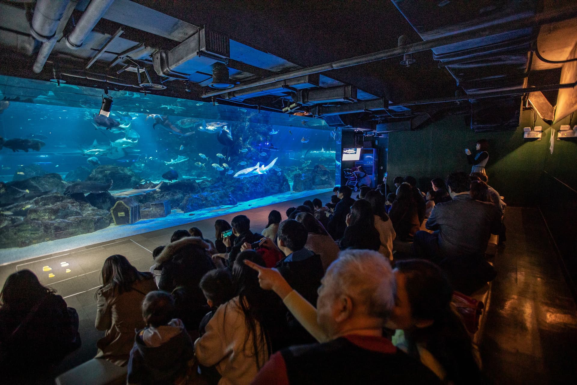 SEA LIFE COEX, Seoul Aquarium Ticket - 이미지 11