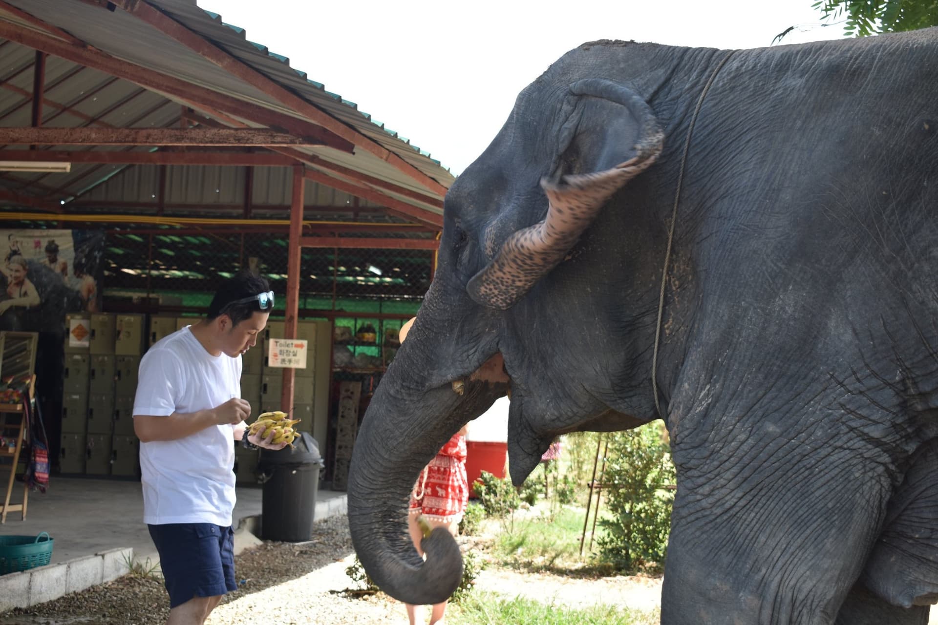 Elephant Jungle Sanctuary Pattaya - imagen 2