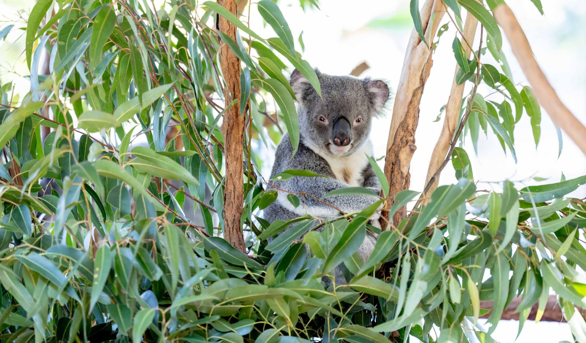 Lone Pine Koala Sanctuary Entry Ticket with Cruise from Brisbane City - image 6