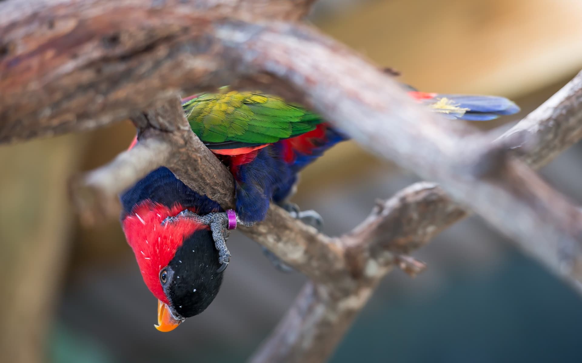 Birdworld Kuranda - image 3