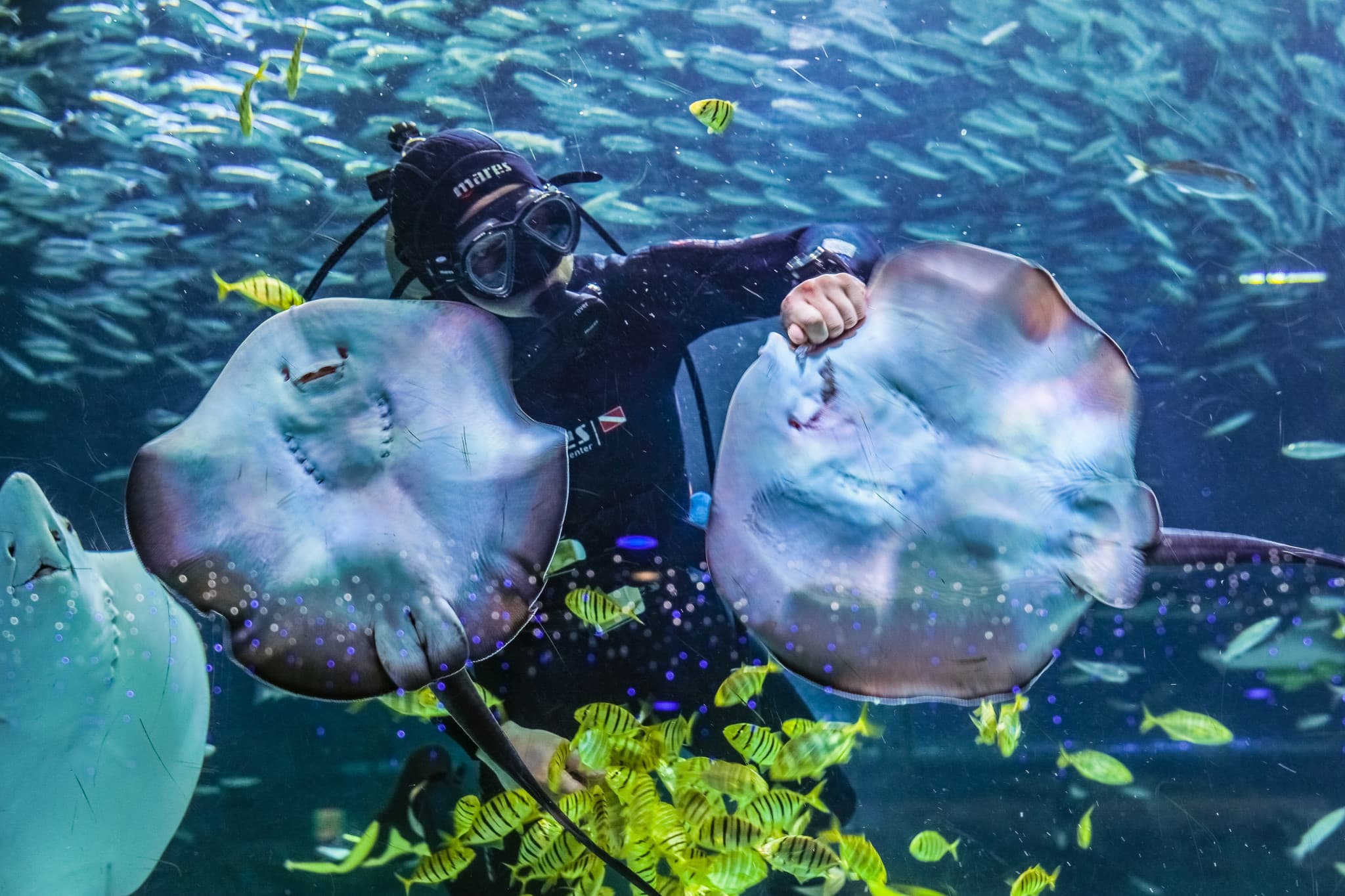 SEA LIFE COEX, Seoul Aquarium Ticket - image 7