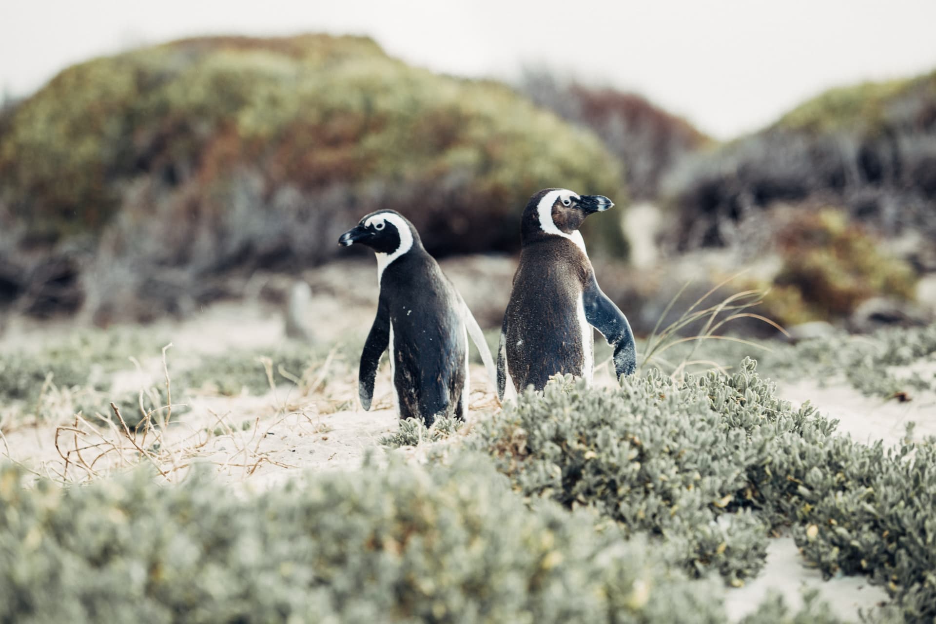 Phillip Island Nature Parks - Penguin Parade Ticket - image 5