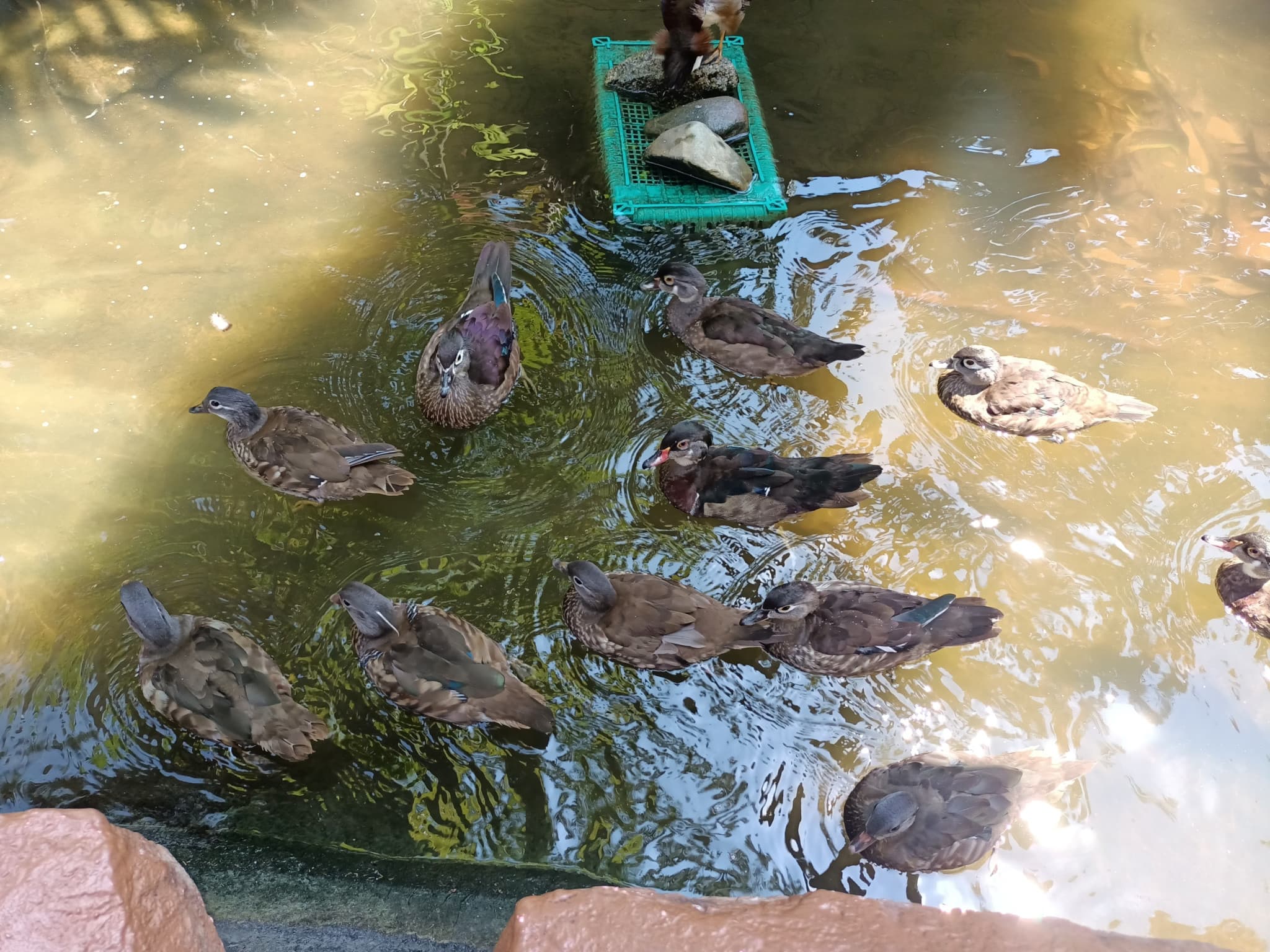 Langkawi Wildlife Park - image 21