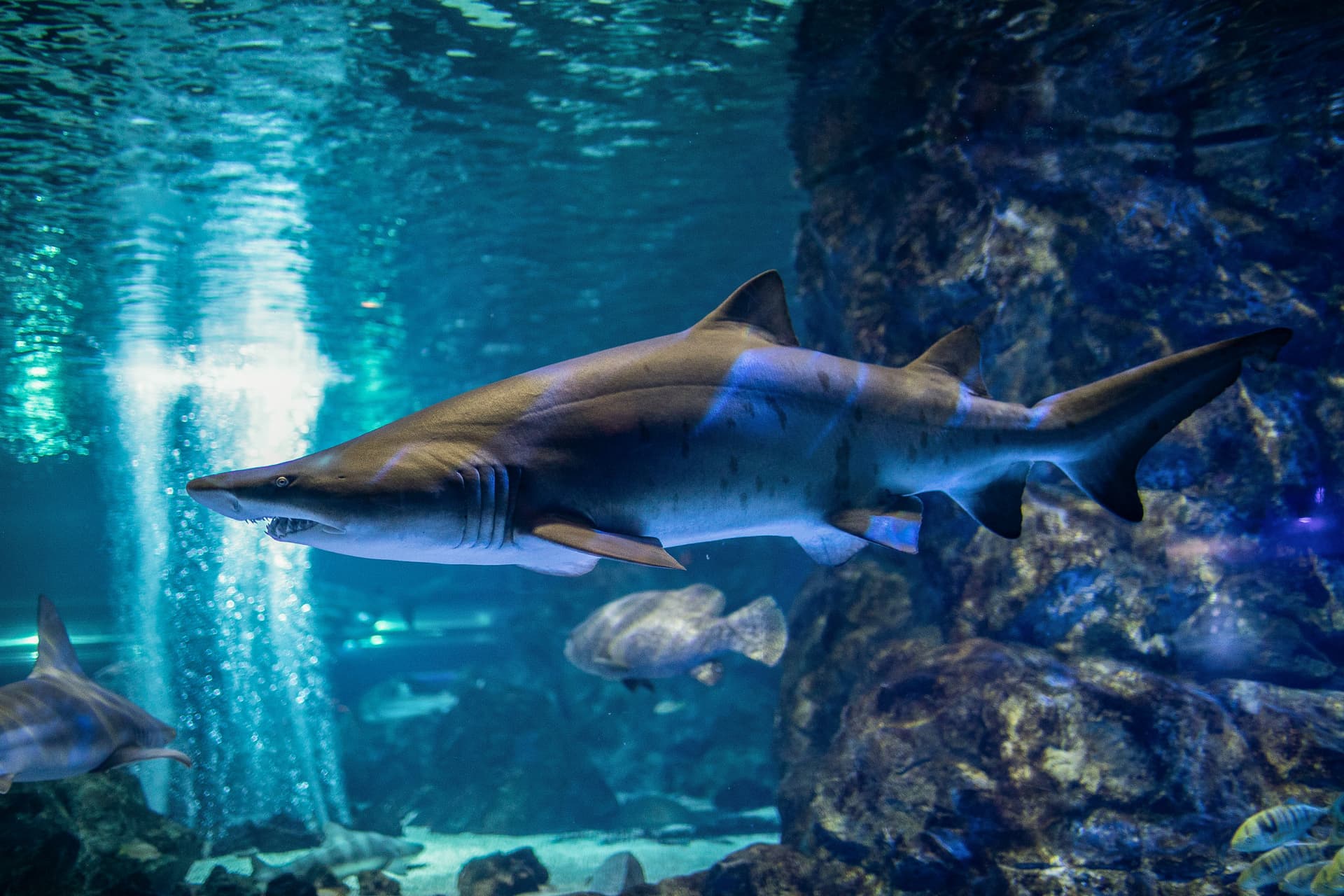 SEA LIFE COEX, Seoul Aquarium Ticket - 이미지 12
