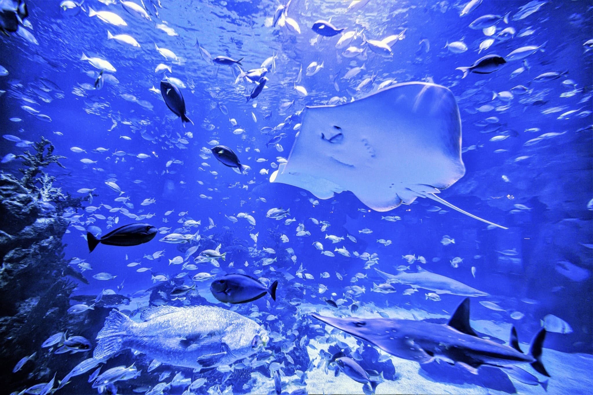 Aquaria Phuket - image 23