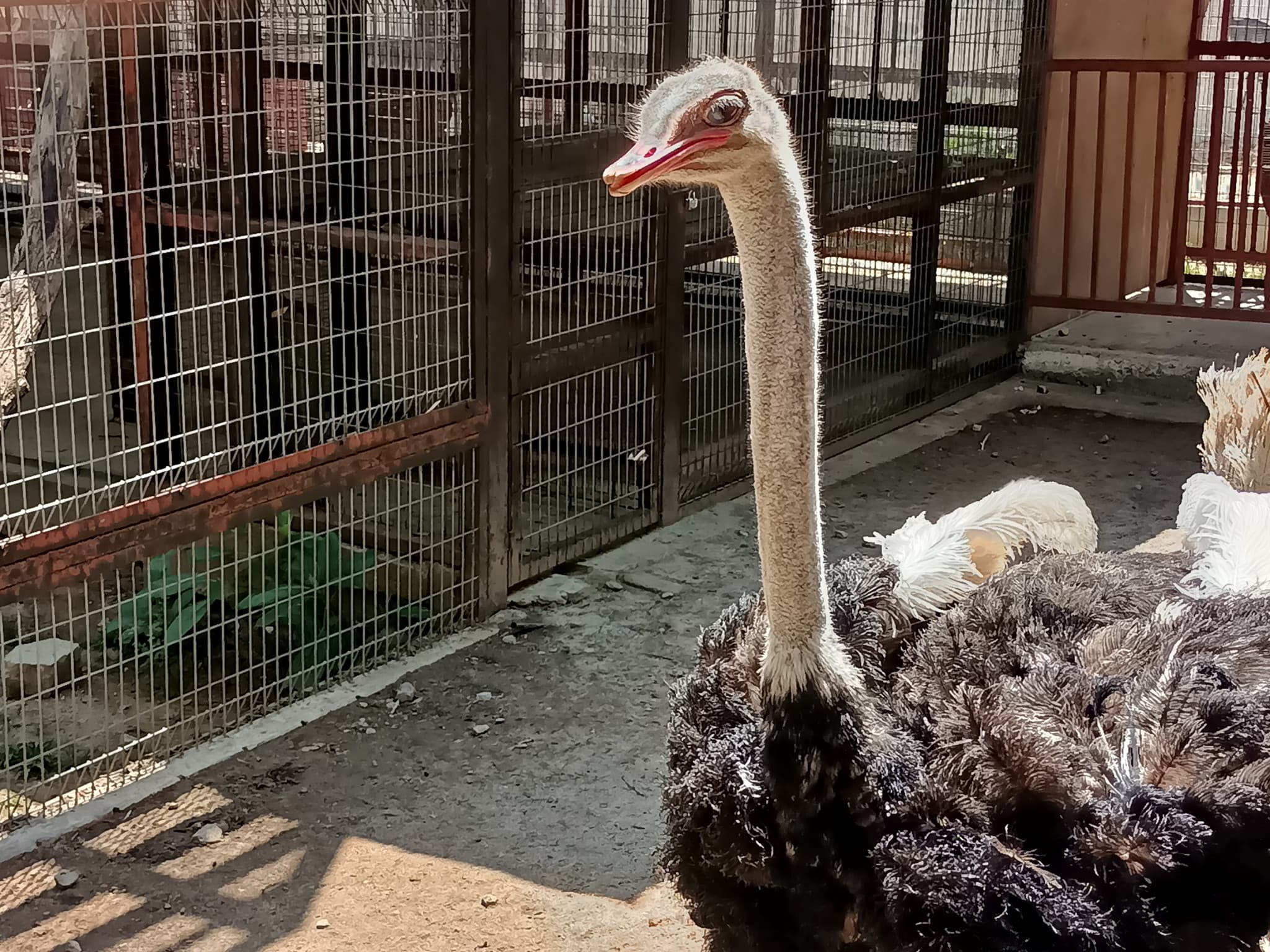 Langkawi Wildlife Park - image 16