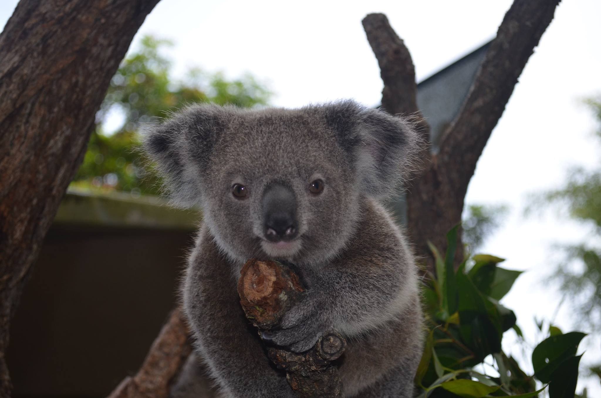 Kuranda Koala Gardens - main image
